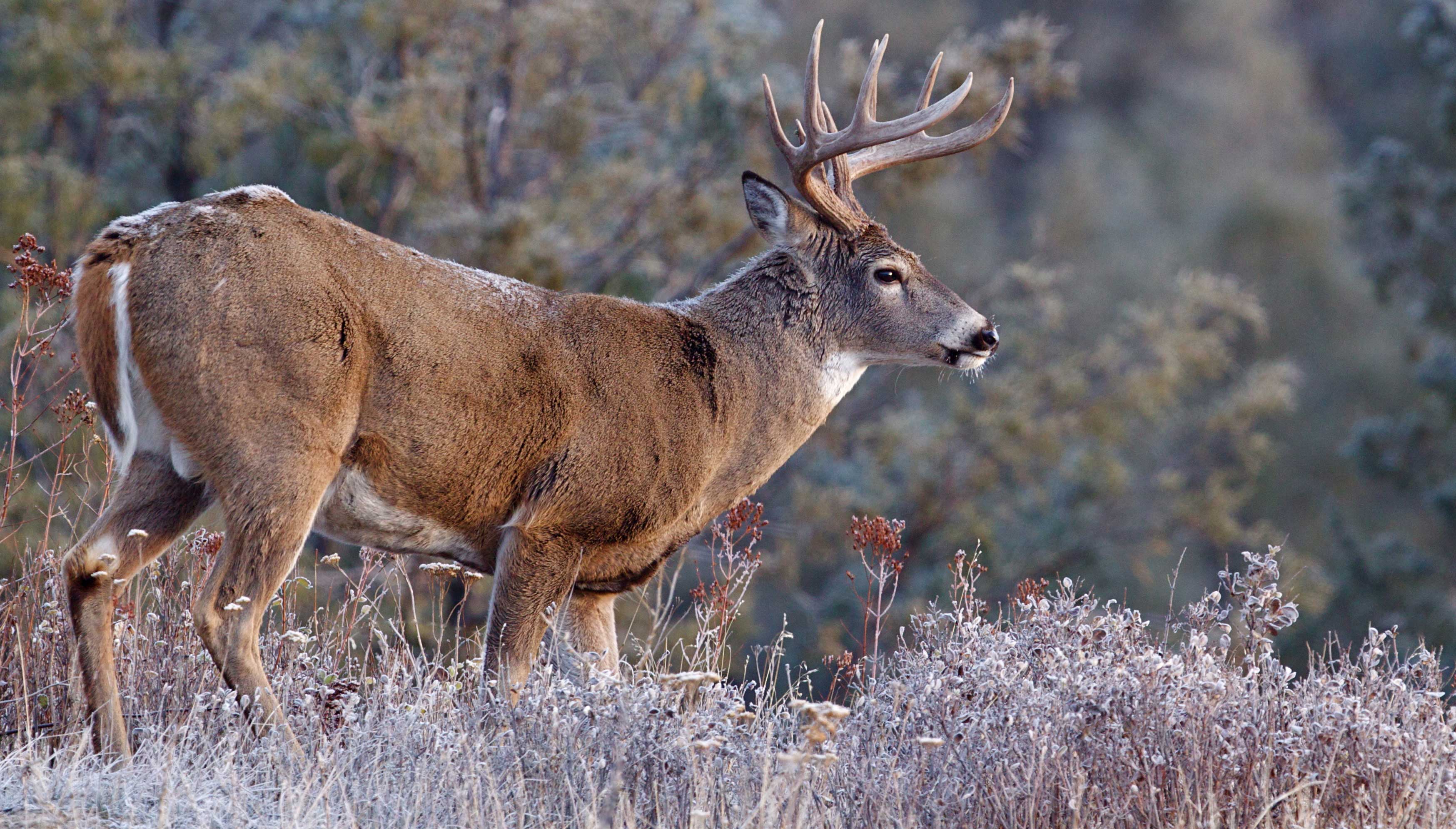 A buck walking through frost-covered vegetation.