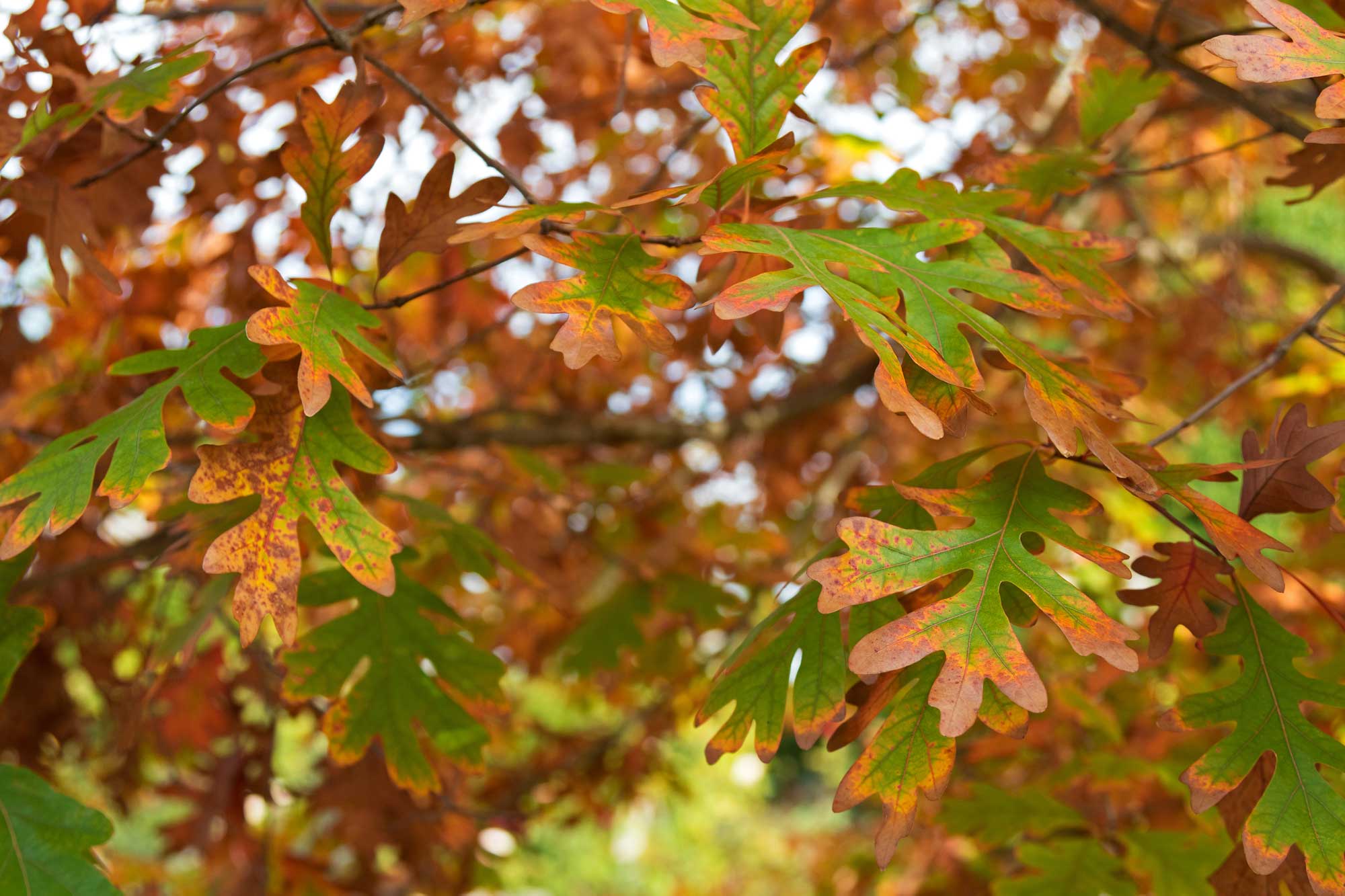 Oak leaves in the midst of changing from green to brown.