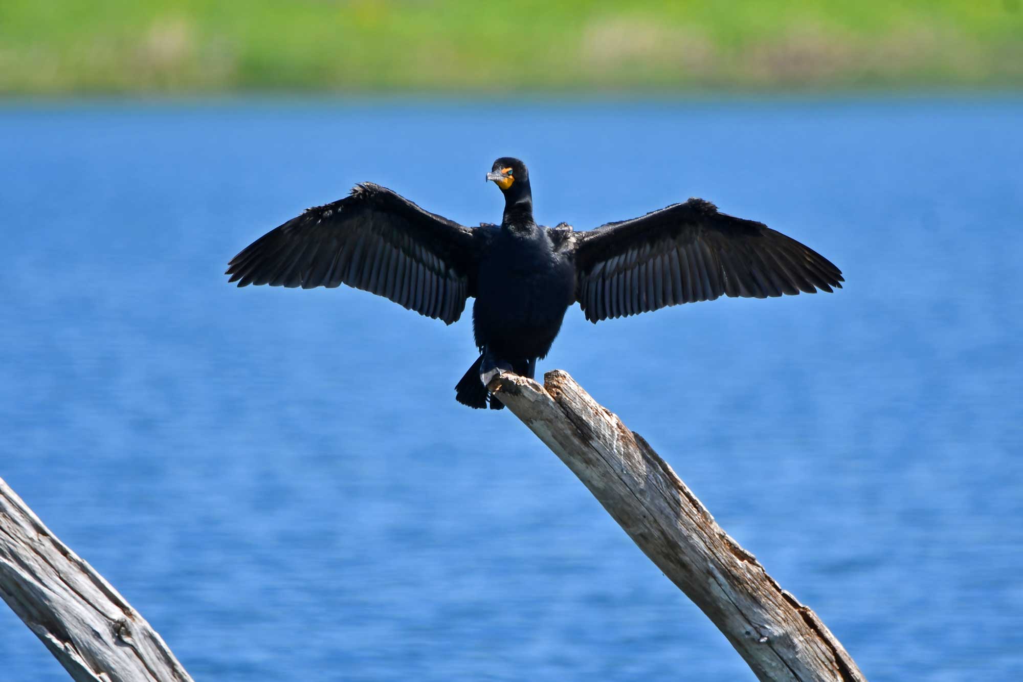Double crested cormorant perched on a fallen tree with water in the background.