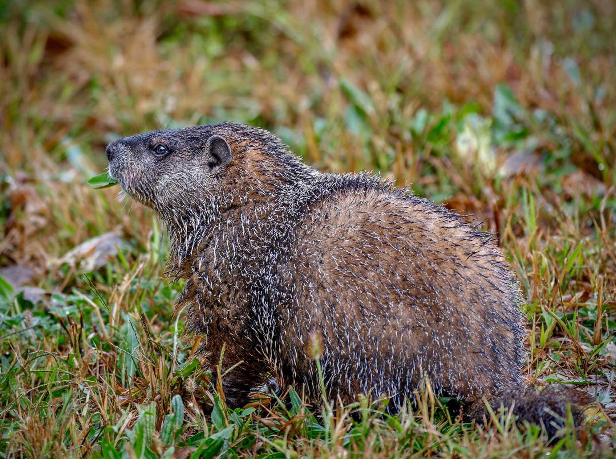 Groundhog standing in grass.