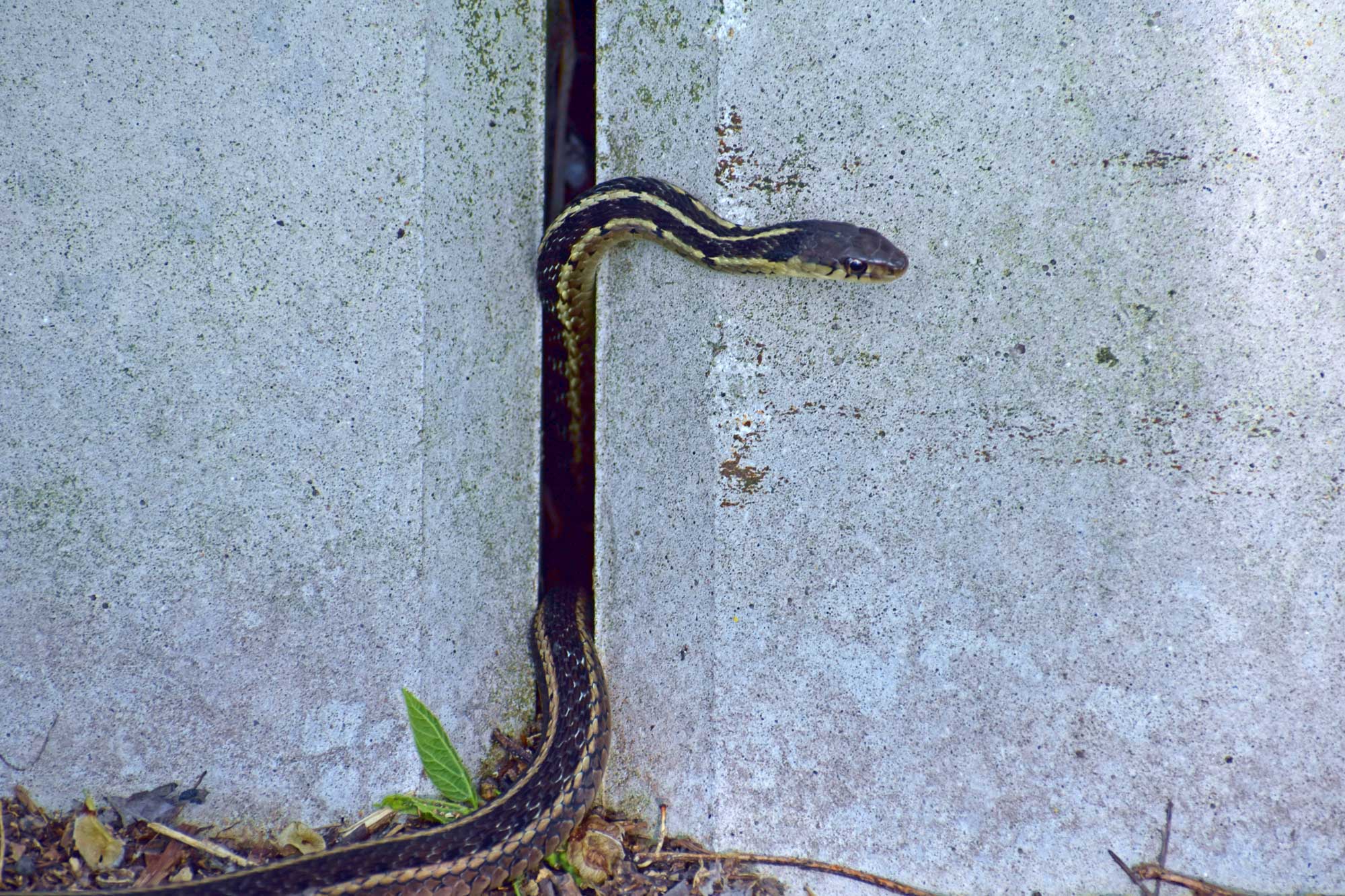 Garter snake in between two stone walls.