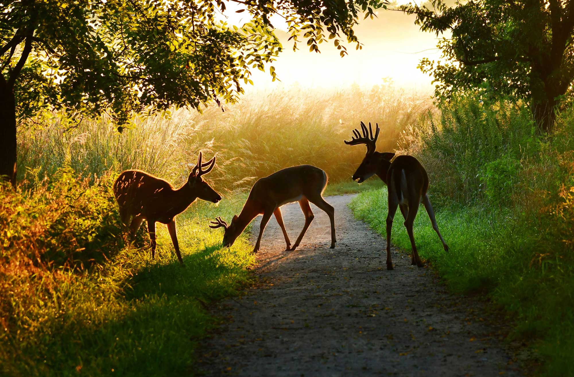 a group of deer on a path