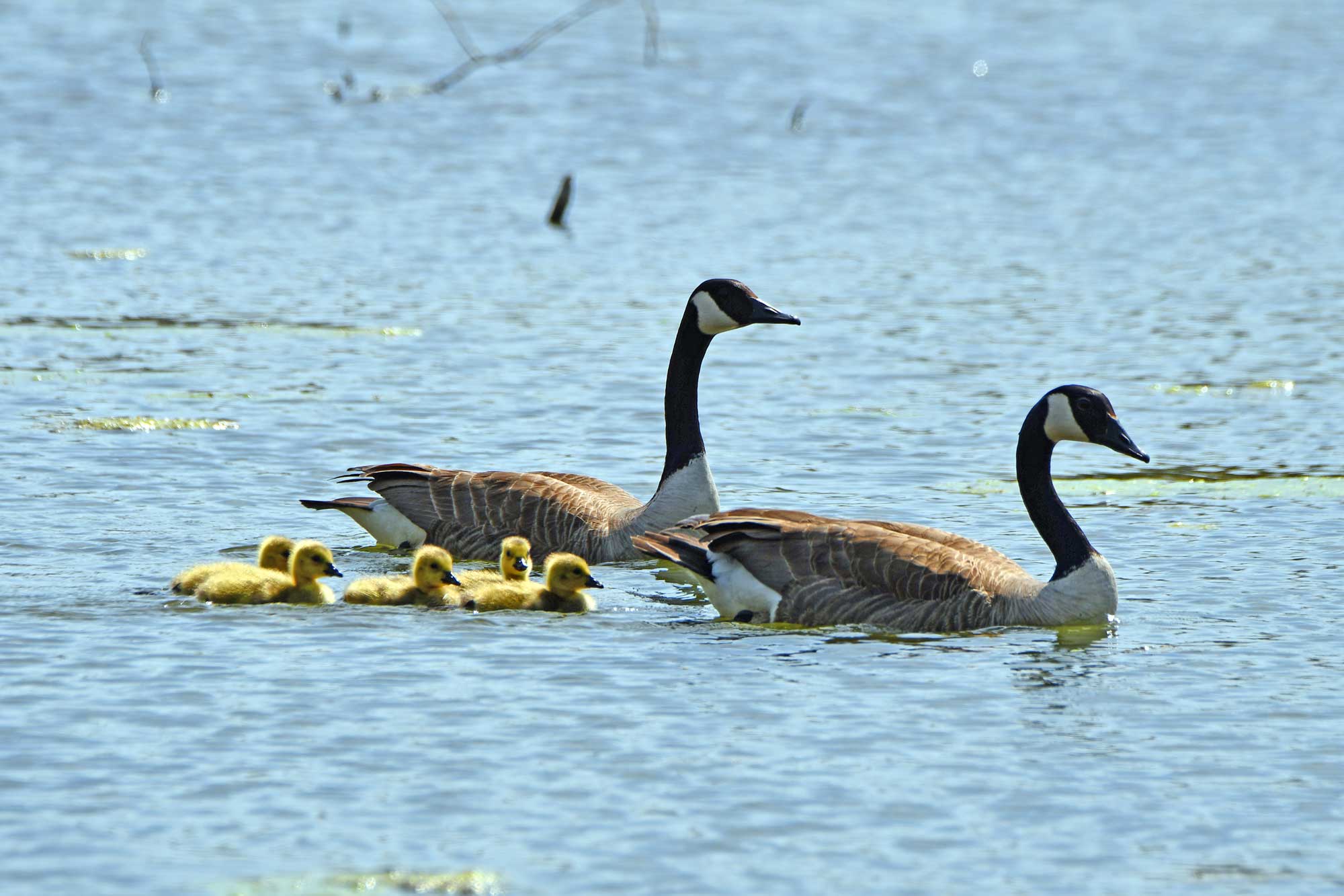 Canada geese swimming in the water with their goslings.