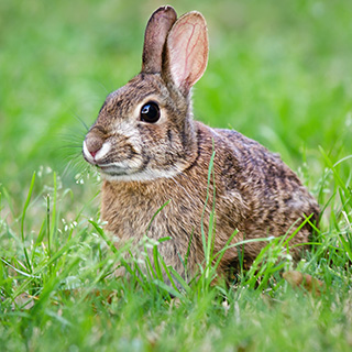 A rabbit sitting in the grass.