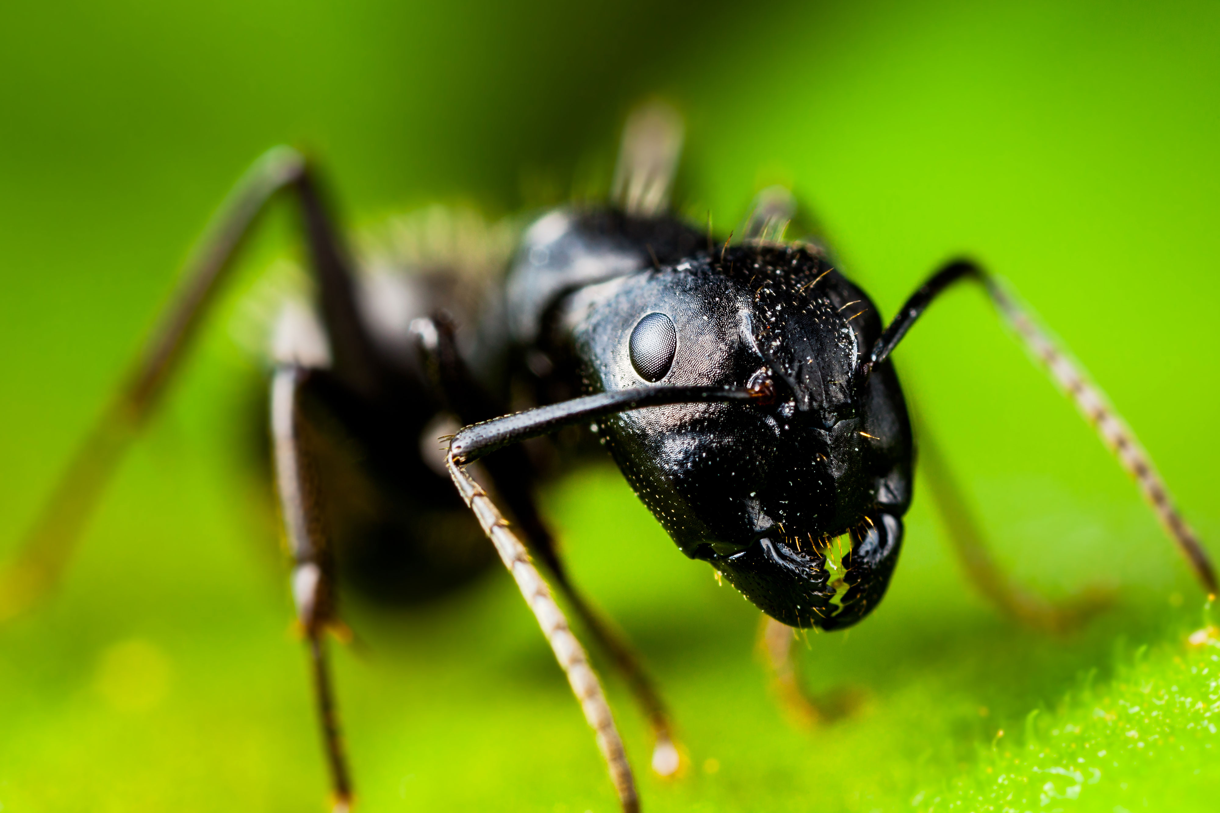Close-up of an ant on a leaf.
