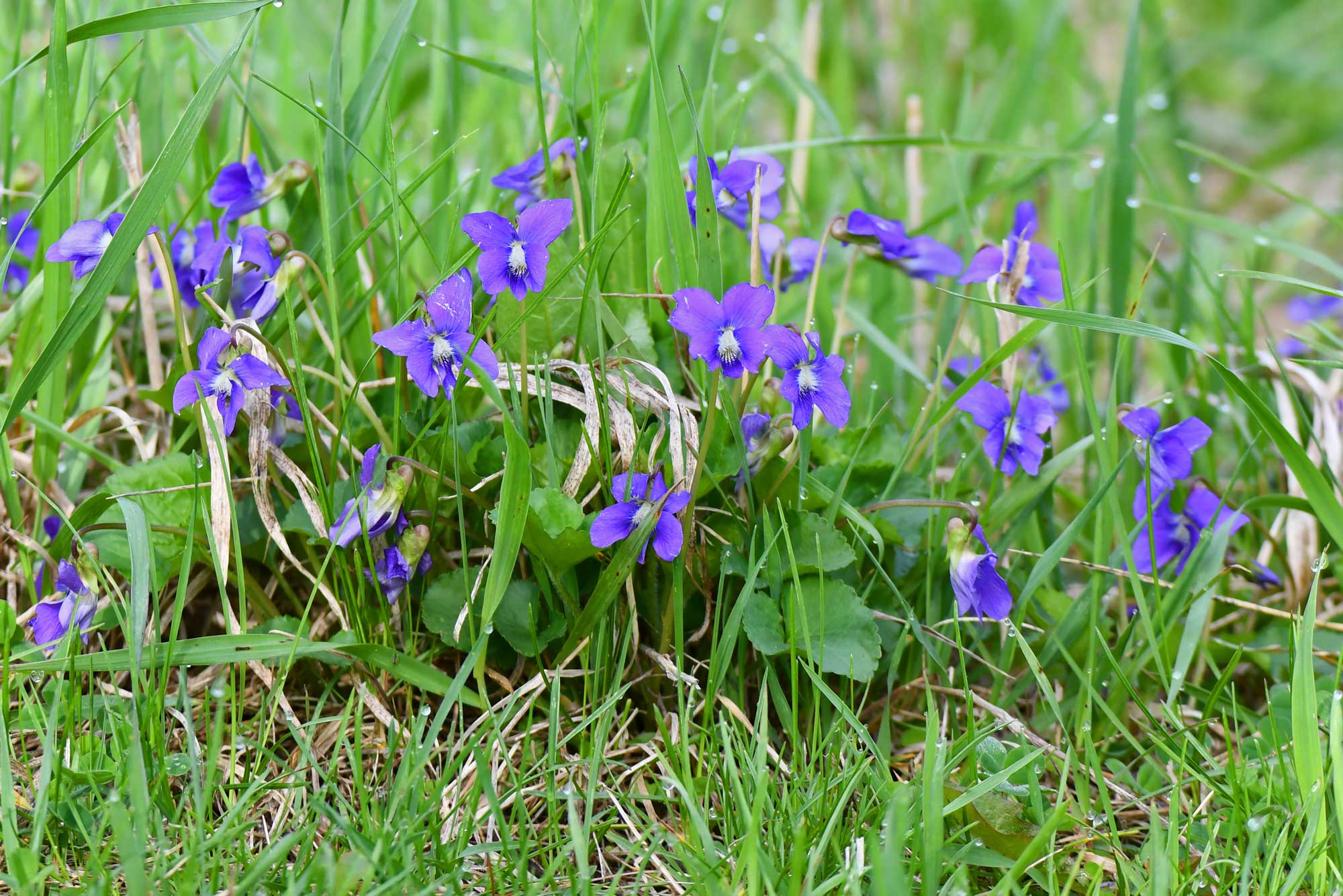 Wild violets growing in grass with purple flower petals.