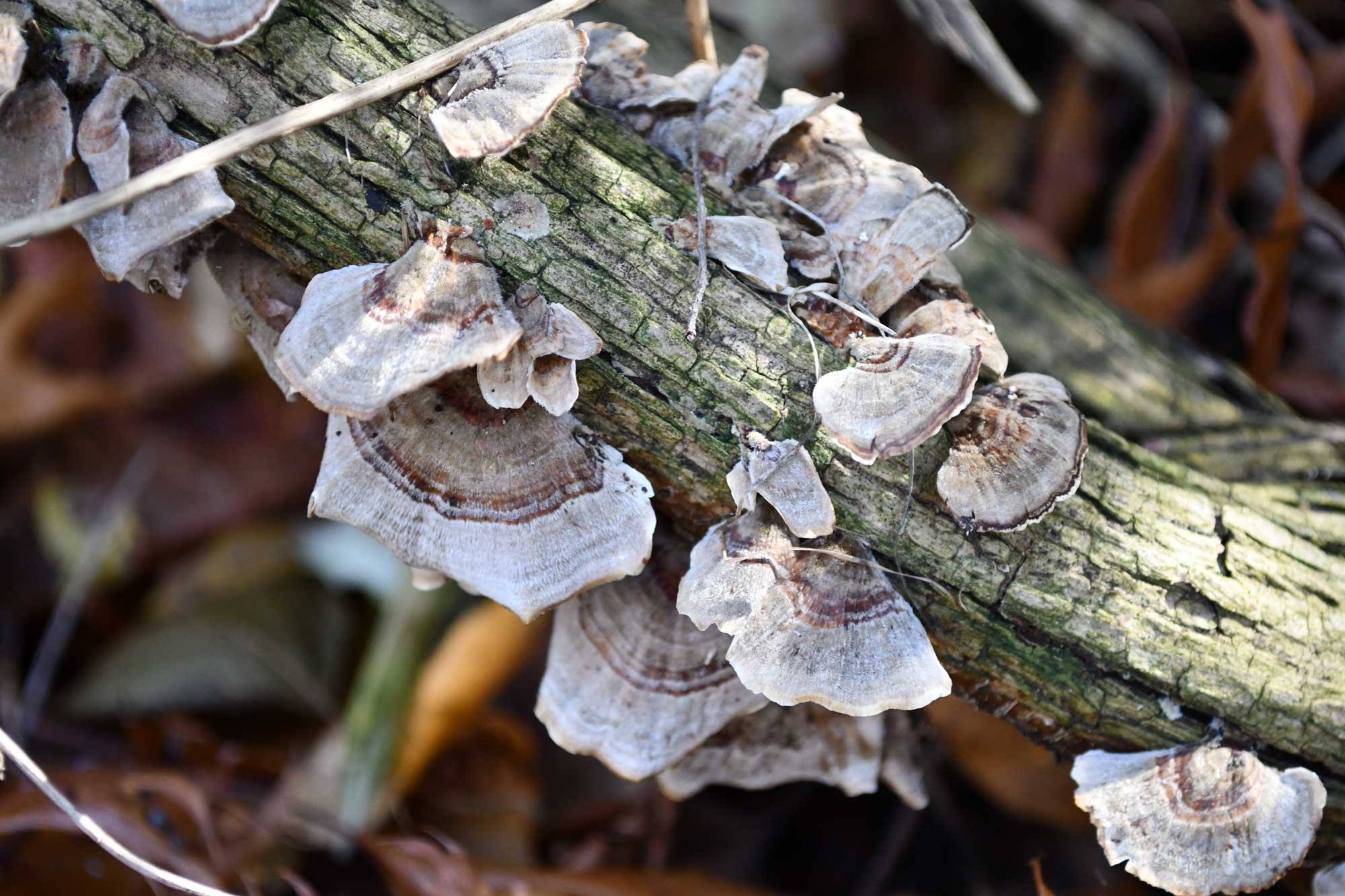 Turkey tail fungus growing on a fallen tree.