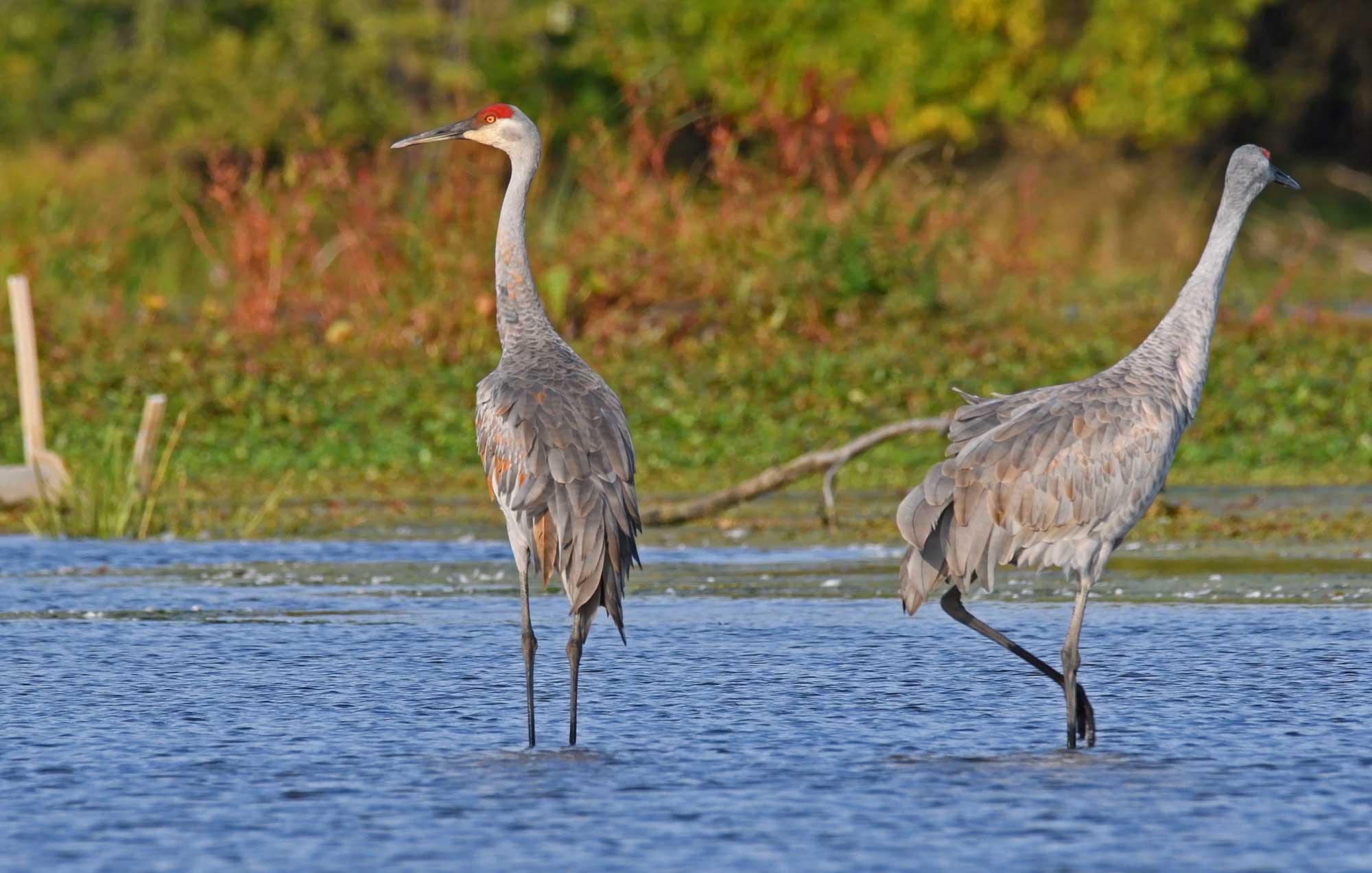 Two sandhill cranes standing in water with vegetation and trees in the background.