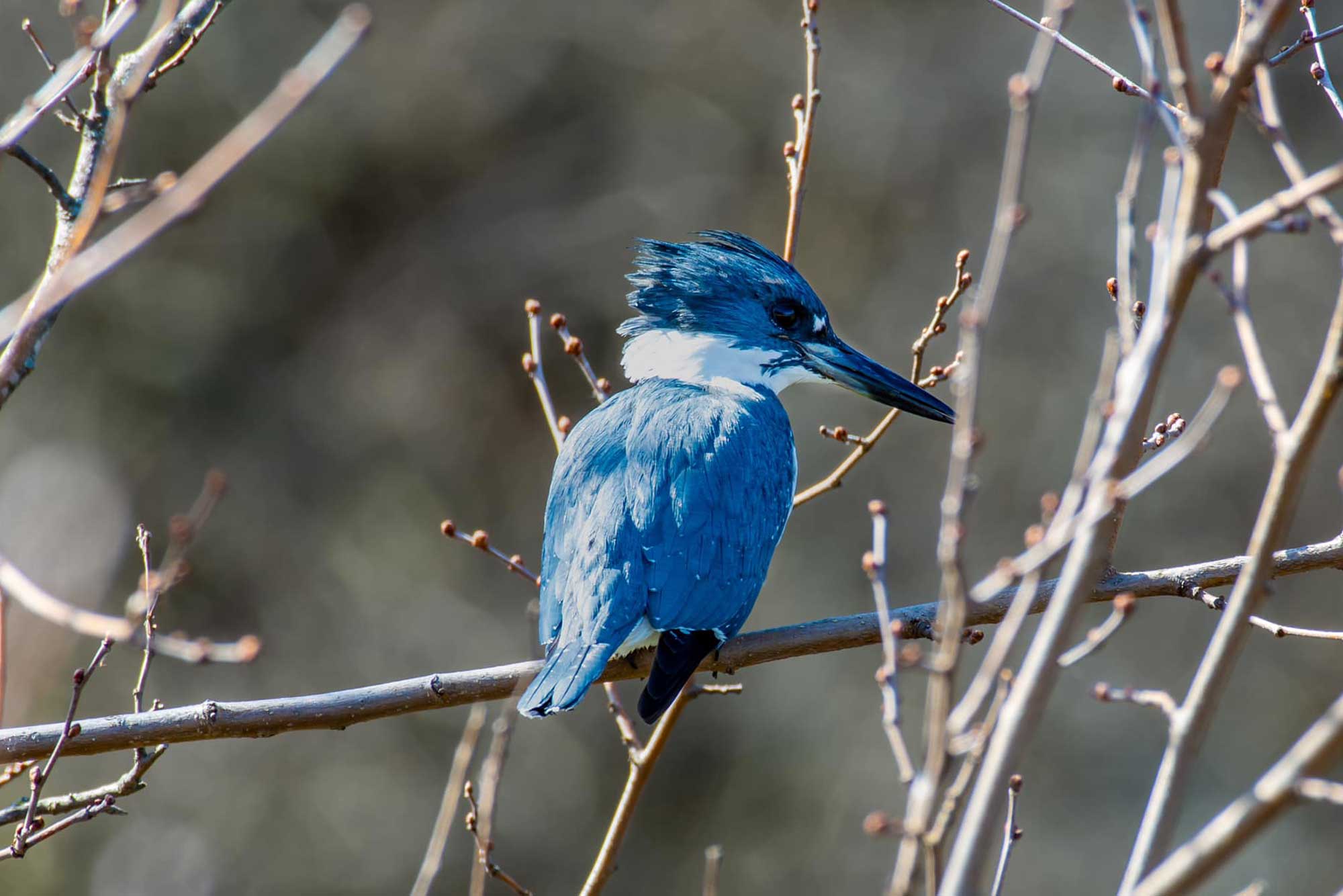 Belted kingfisher perched on a branch.