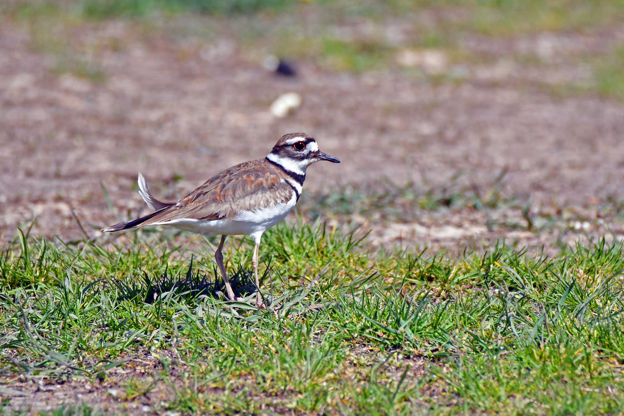 Killdeer standing in grasses.