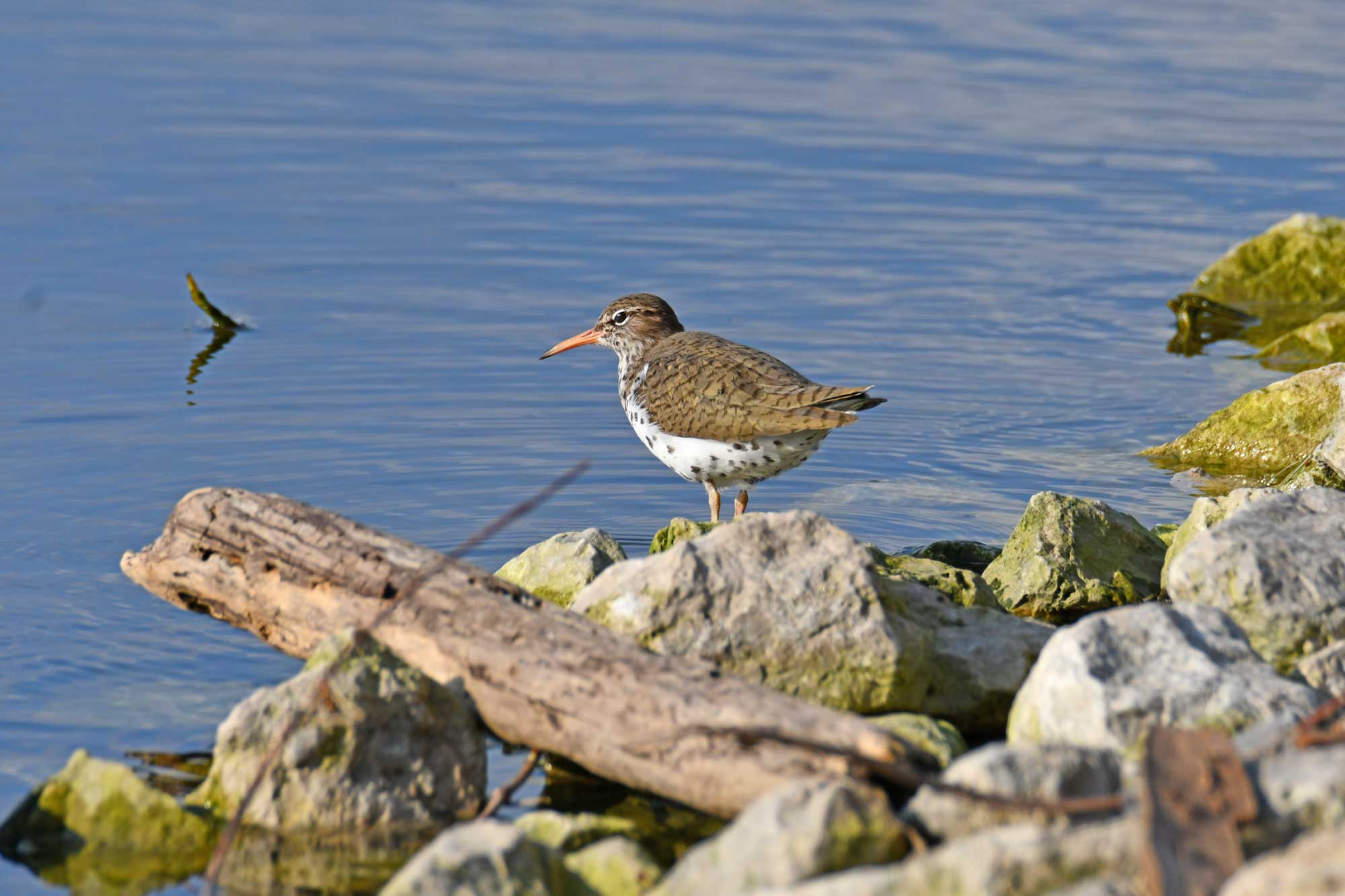 Spotted sandpiper standing on rocks with water in the background.