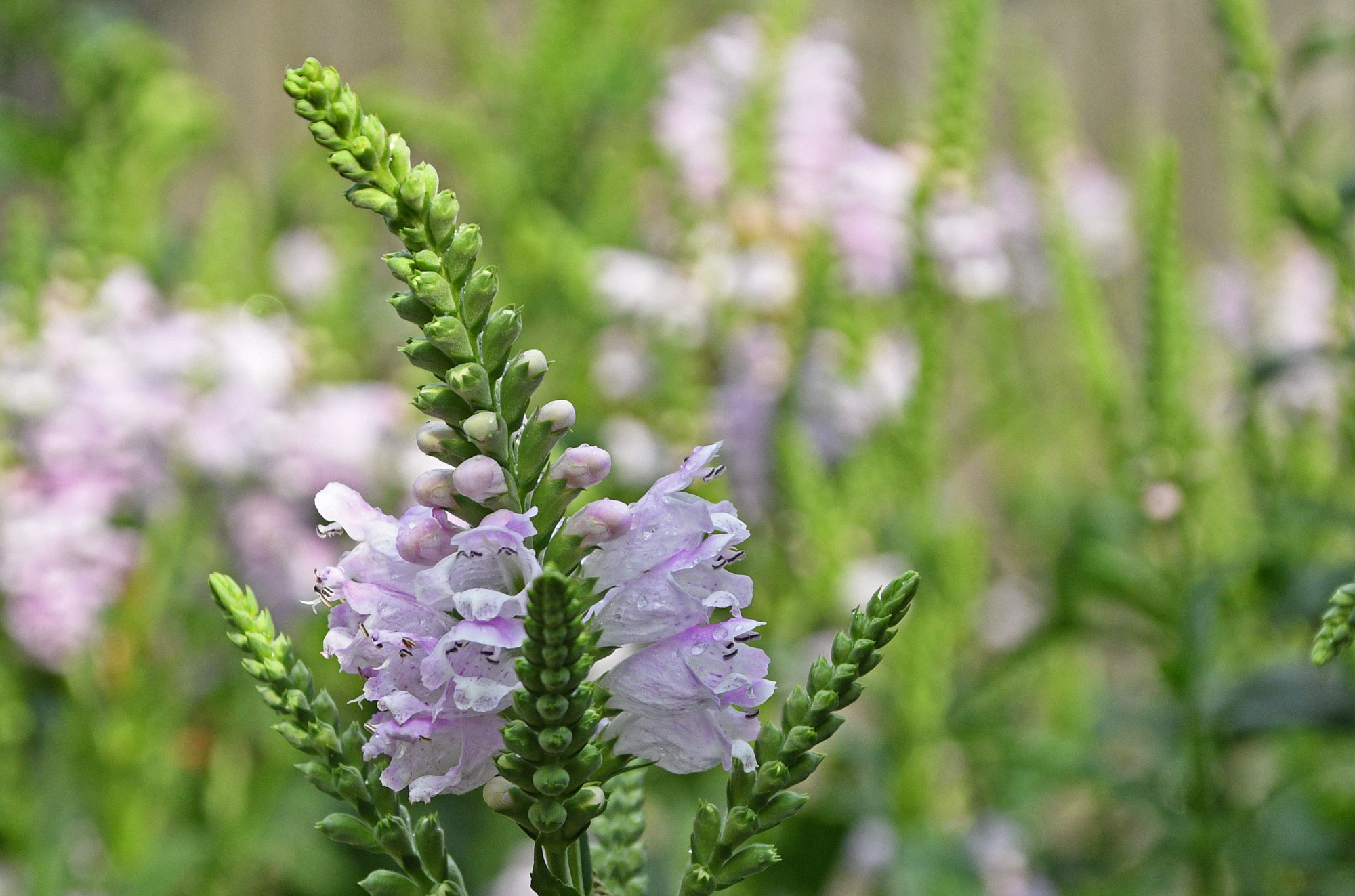 Obedient-Plant-CM-July-2020.jpg