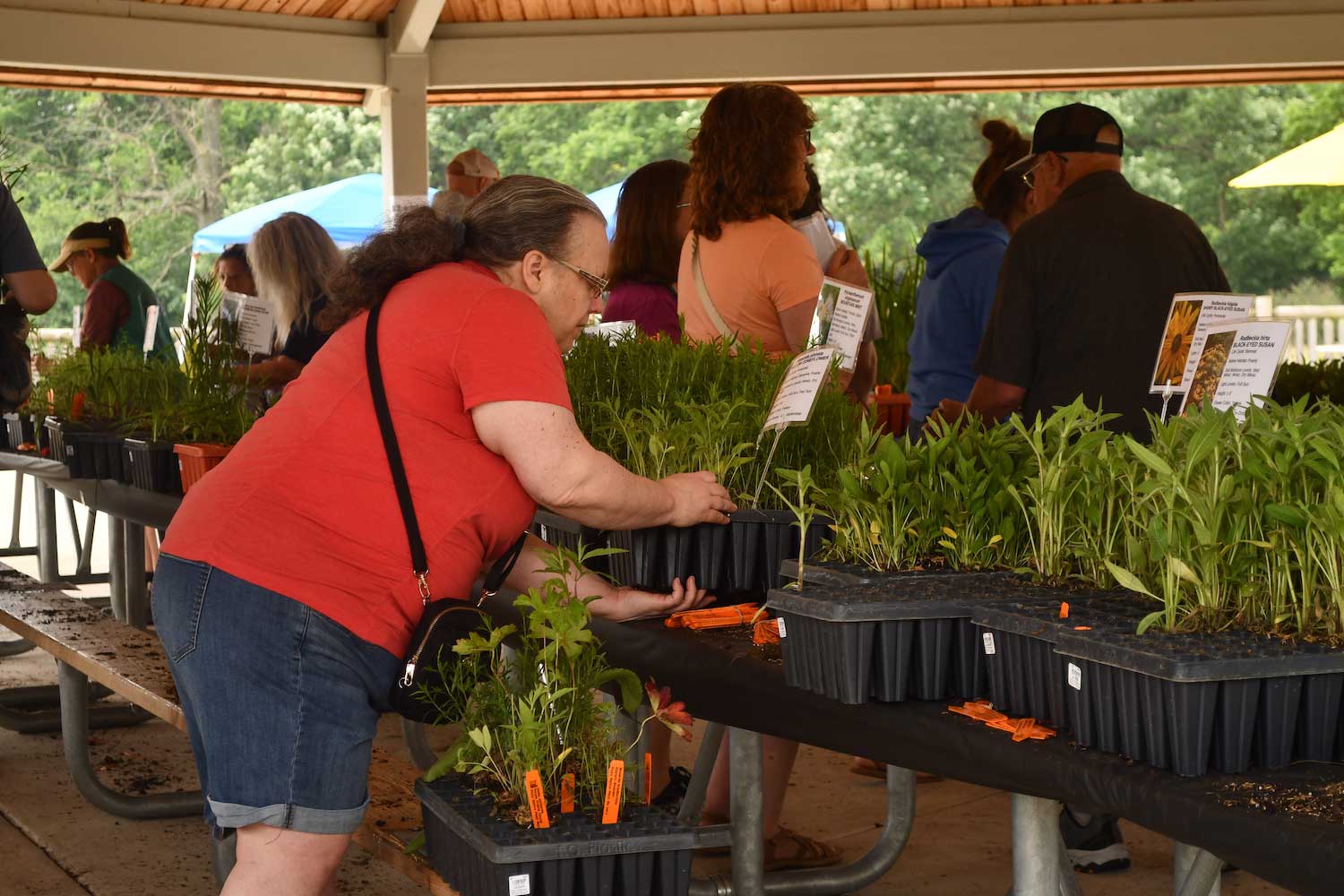 A person leaning over a picnic table with trays of plants arranged in rows.