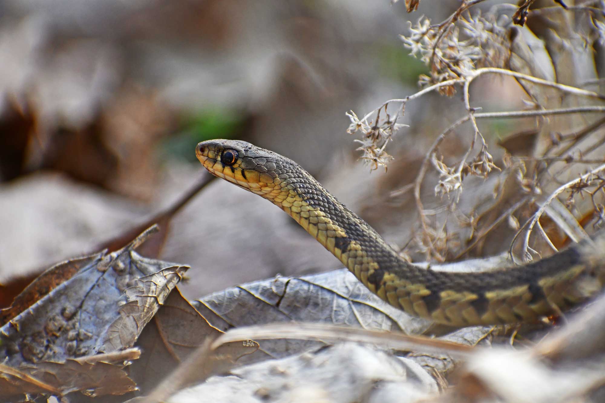 Garter snake slithering through vegetation and fallen leaves.