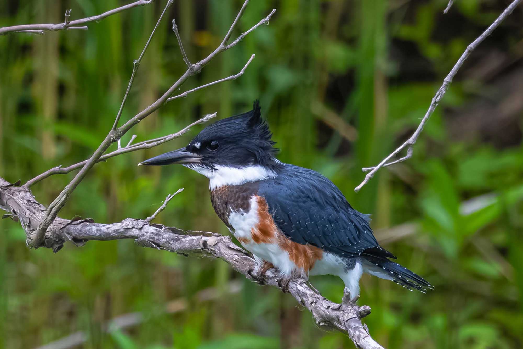 Belted kingfisher perched on a branch with vegetation in the background.