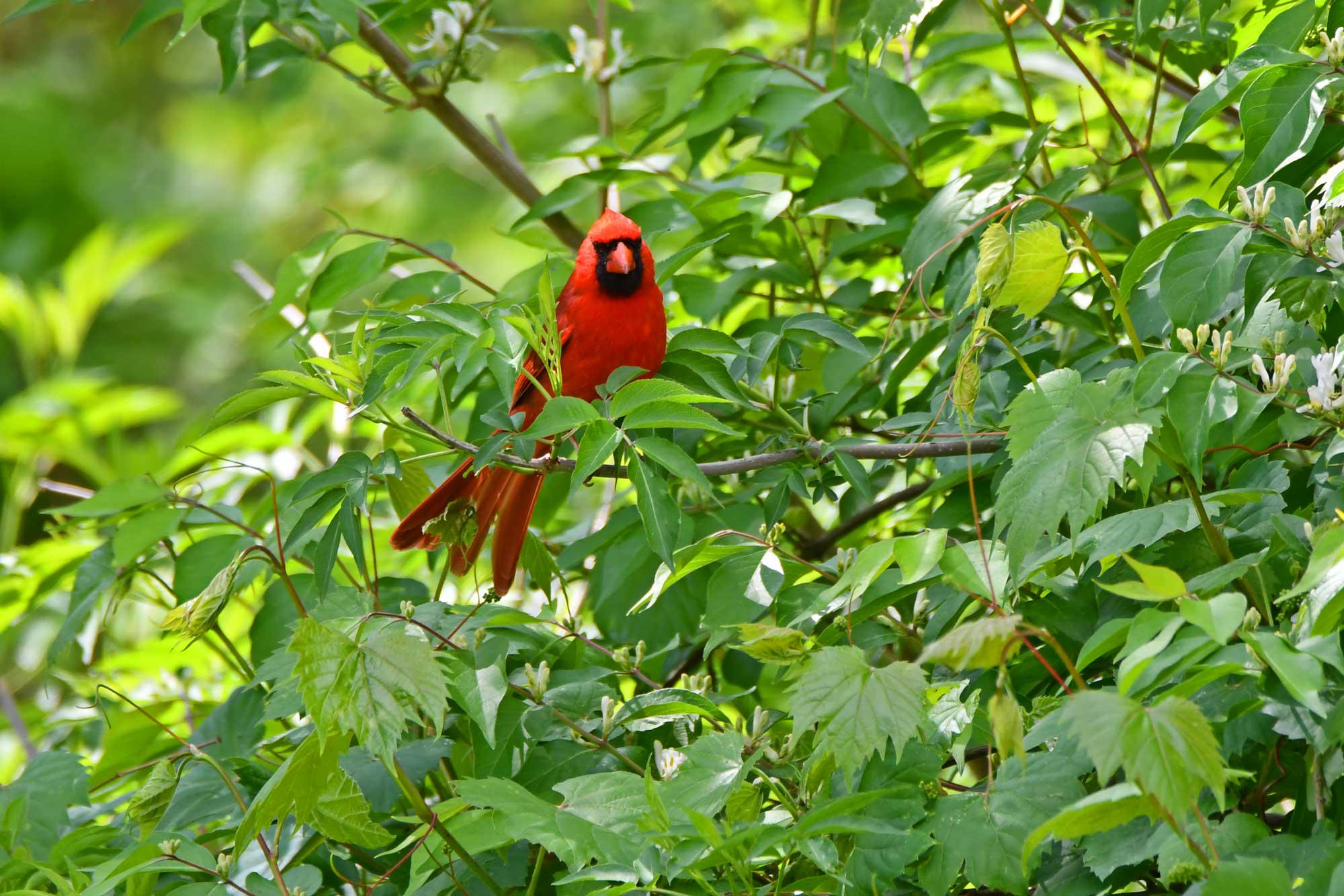 Northern cardinal perched on a branch surrounded by leaves.