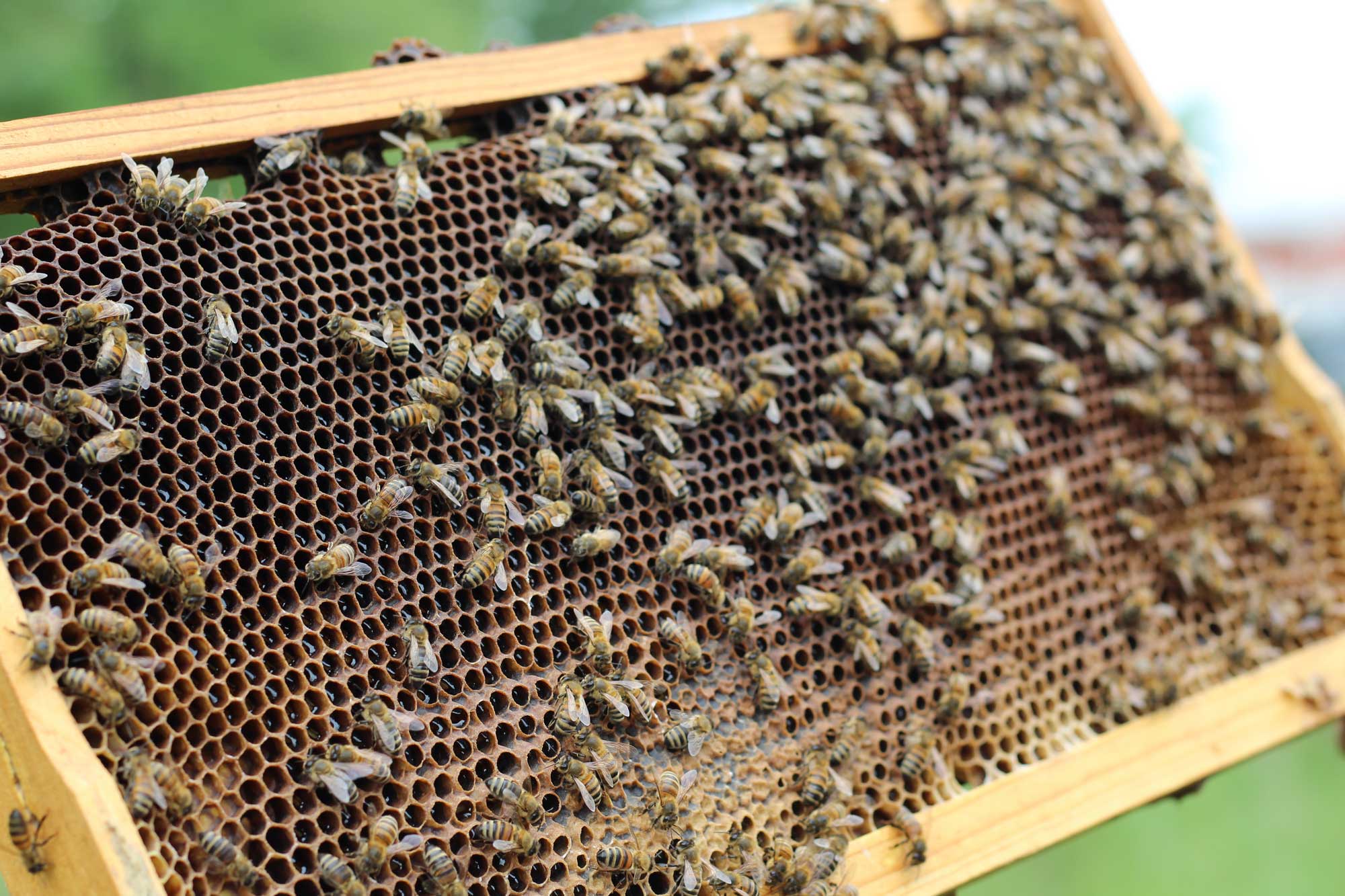 Honeybees on a frame from a hive.