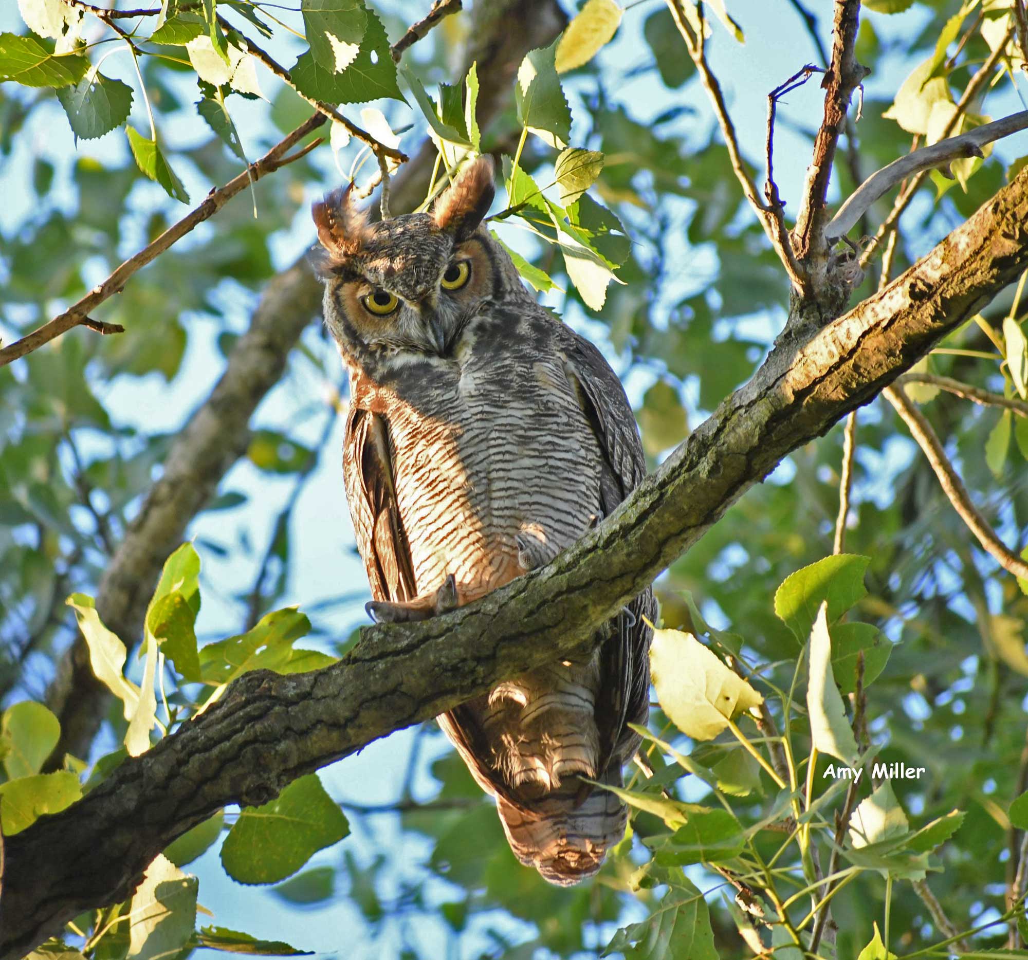 Great horned owl perched on a branch. with leaves in the background.