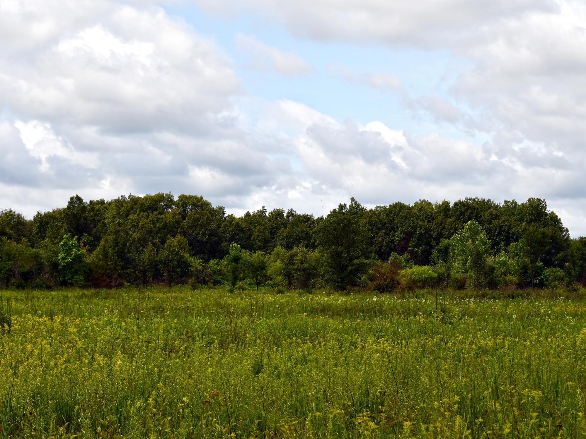 A wide grassy meadow filled with green vegetation and scattered yellow wildflowers stretches toward a dense tree line under a partly cloudy sky with patches of blue visible between clouds.