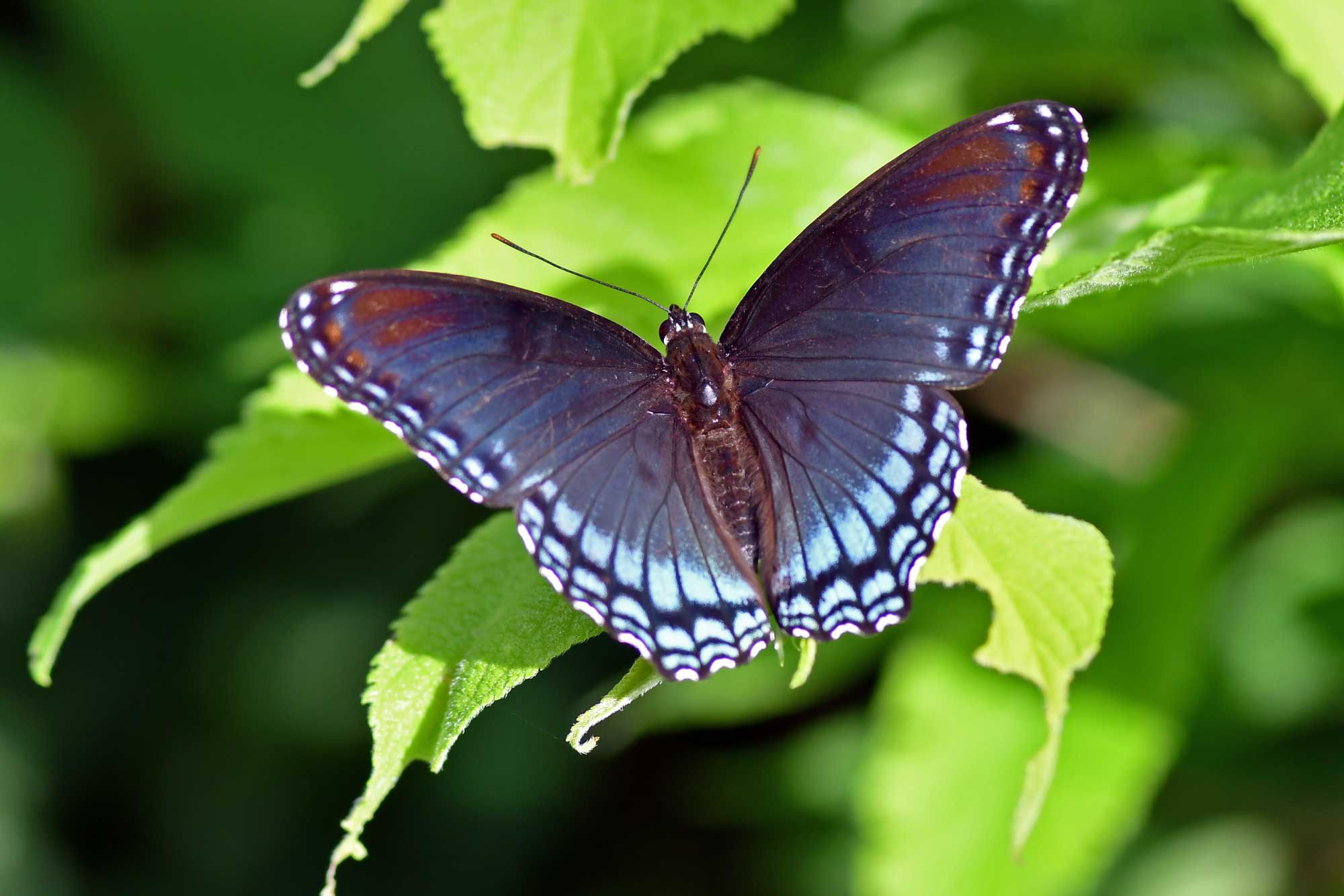 Red-spotted admiral butterfly landed on a piece of vegetation.