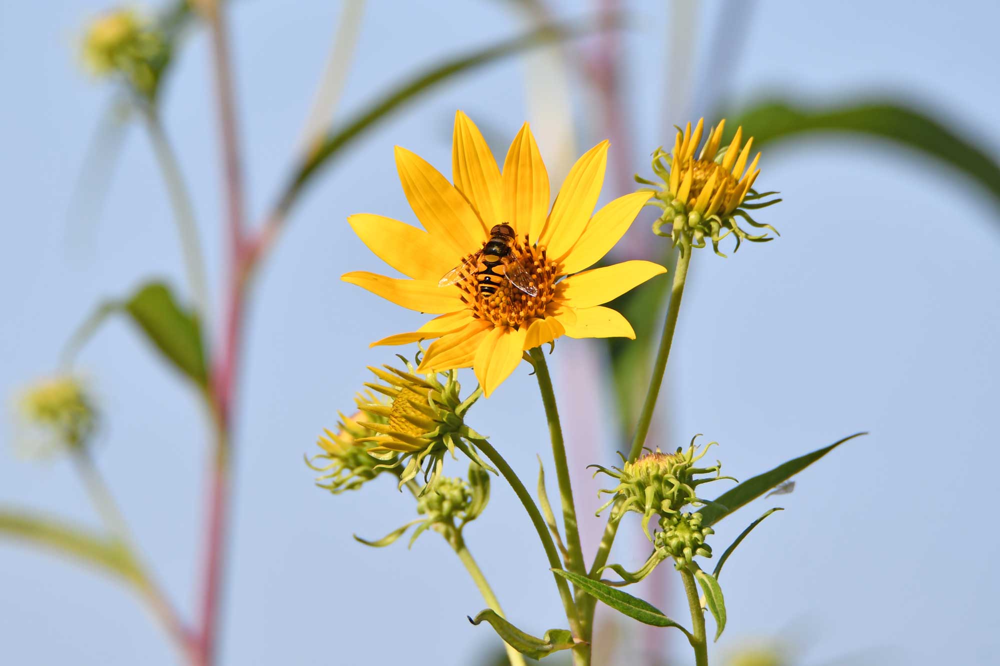 Transverse banded flower fly crawling on a yellow wildflower.
