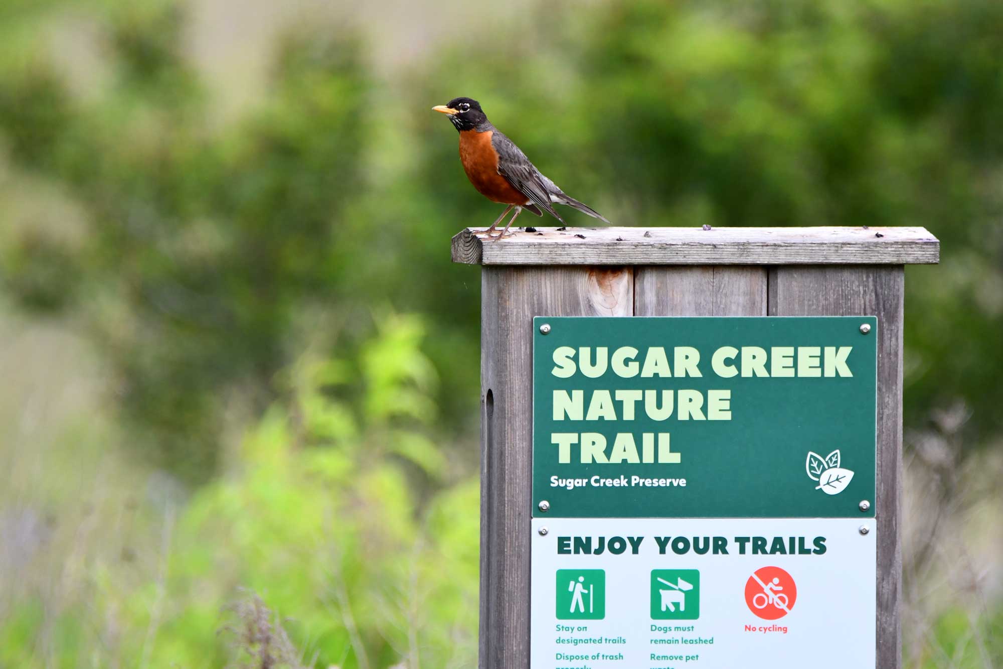 American robin perched on a trail sign with vegetation in the background.