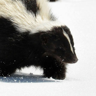 Digging in for winter
