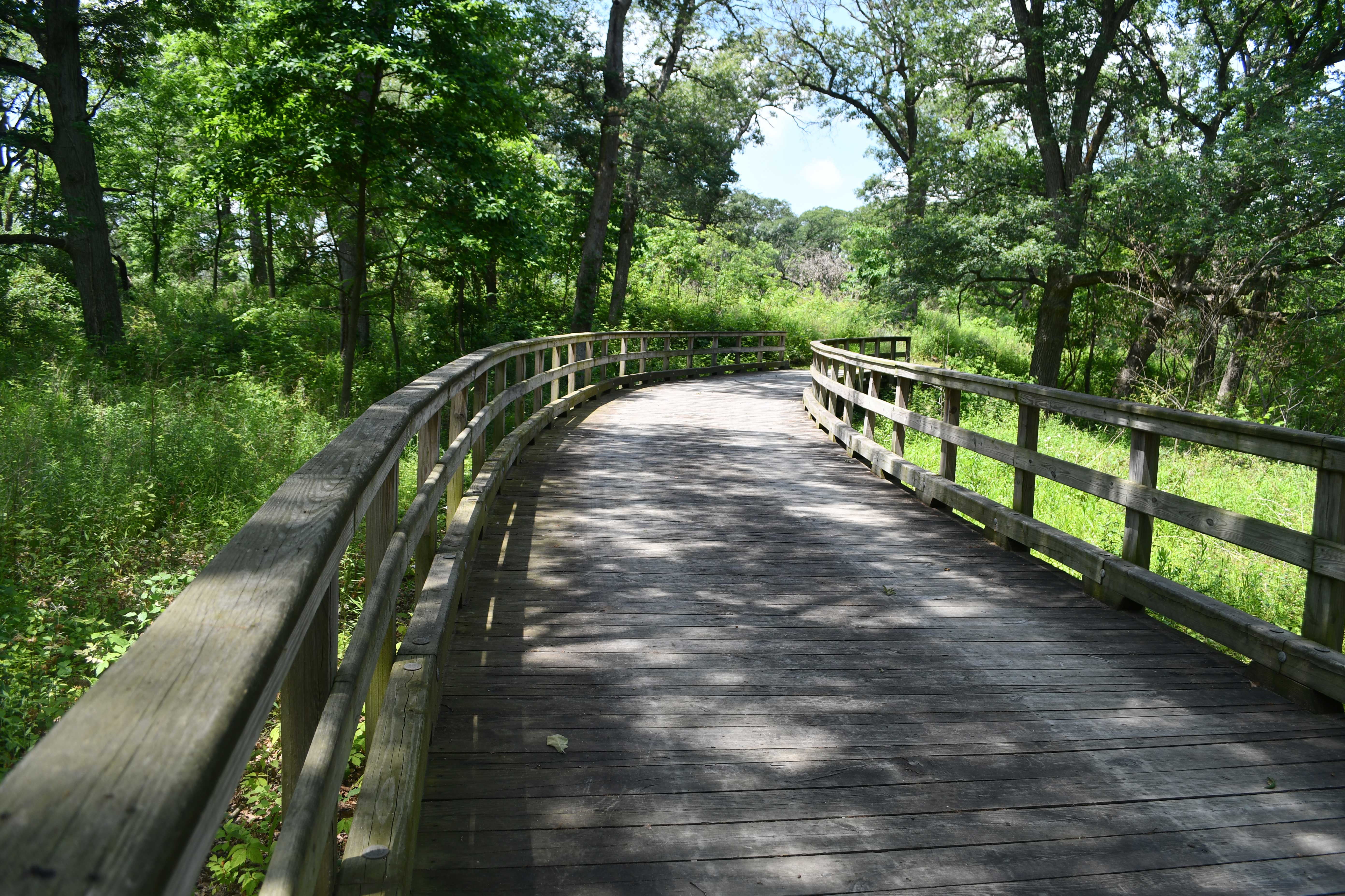 A shaded grassy trail winds through a grove of tall trees, with sunlight filtering through the leafy canopy above.
