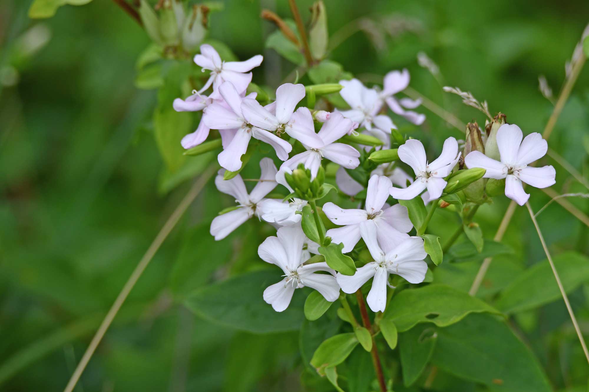 Phlox growing with white flower petals with vegetation in the background.