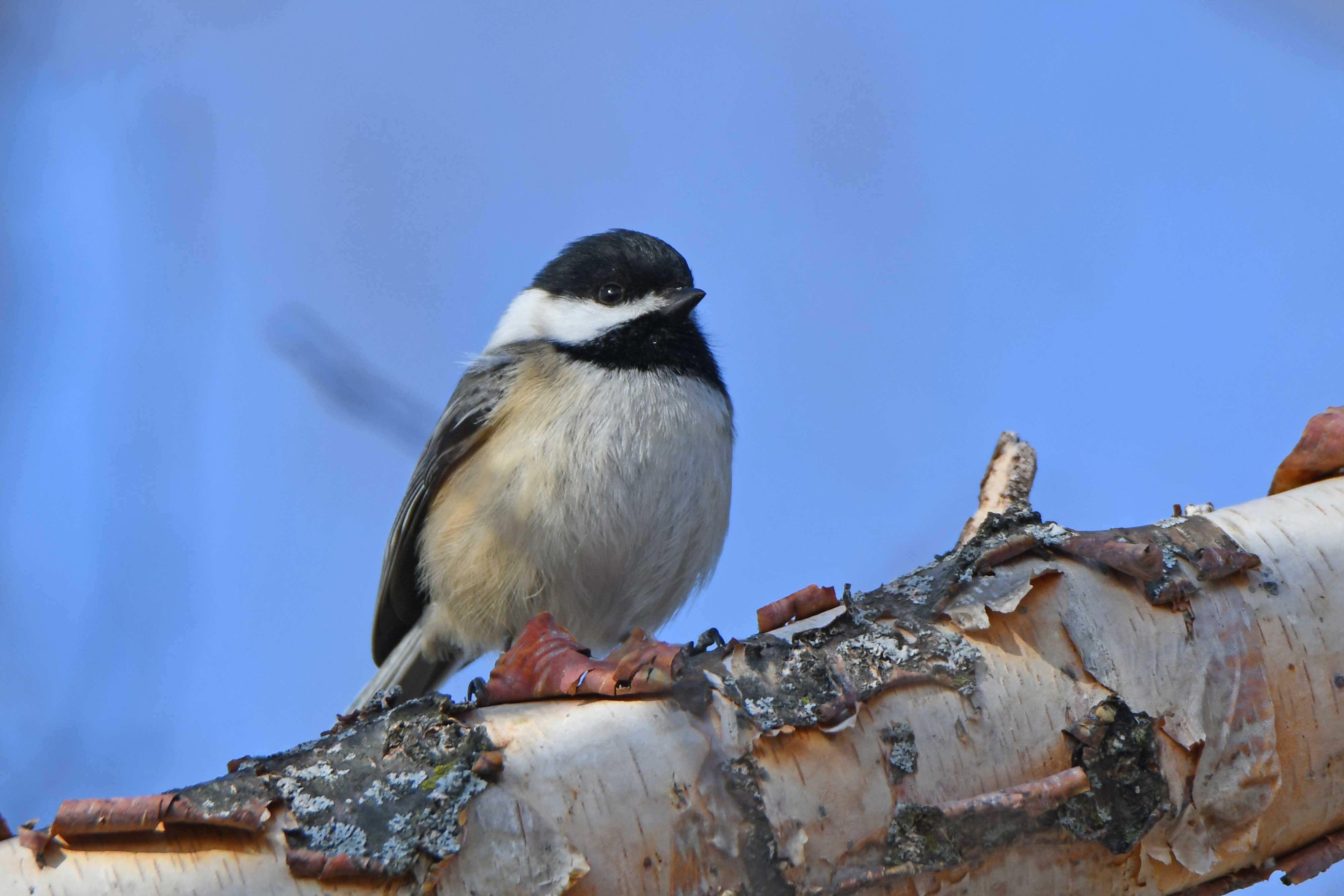 A light-colored bird with a black head and accents perched on a branch with peeling bark. 