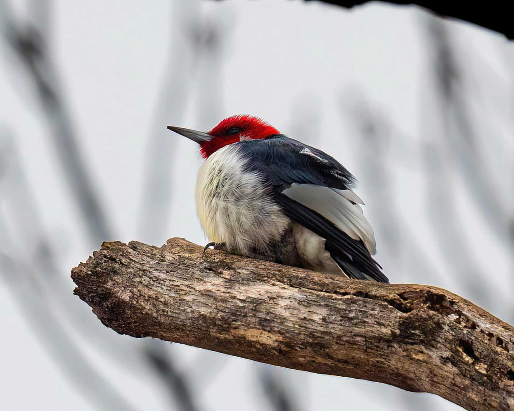A red-headed woodpecker perched on a branch with an overcast sky in the background.