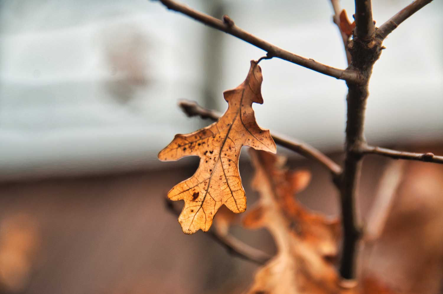 A brown and dried oak leaf hangs on a branch. 