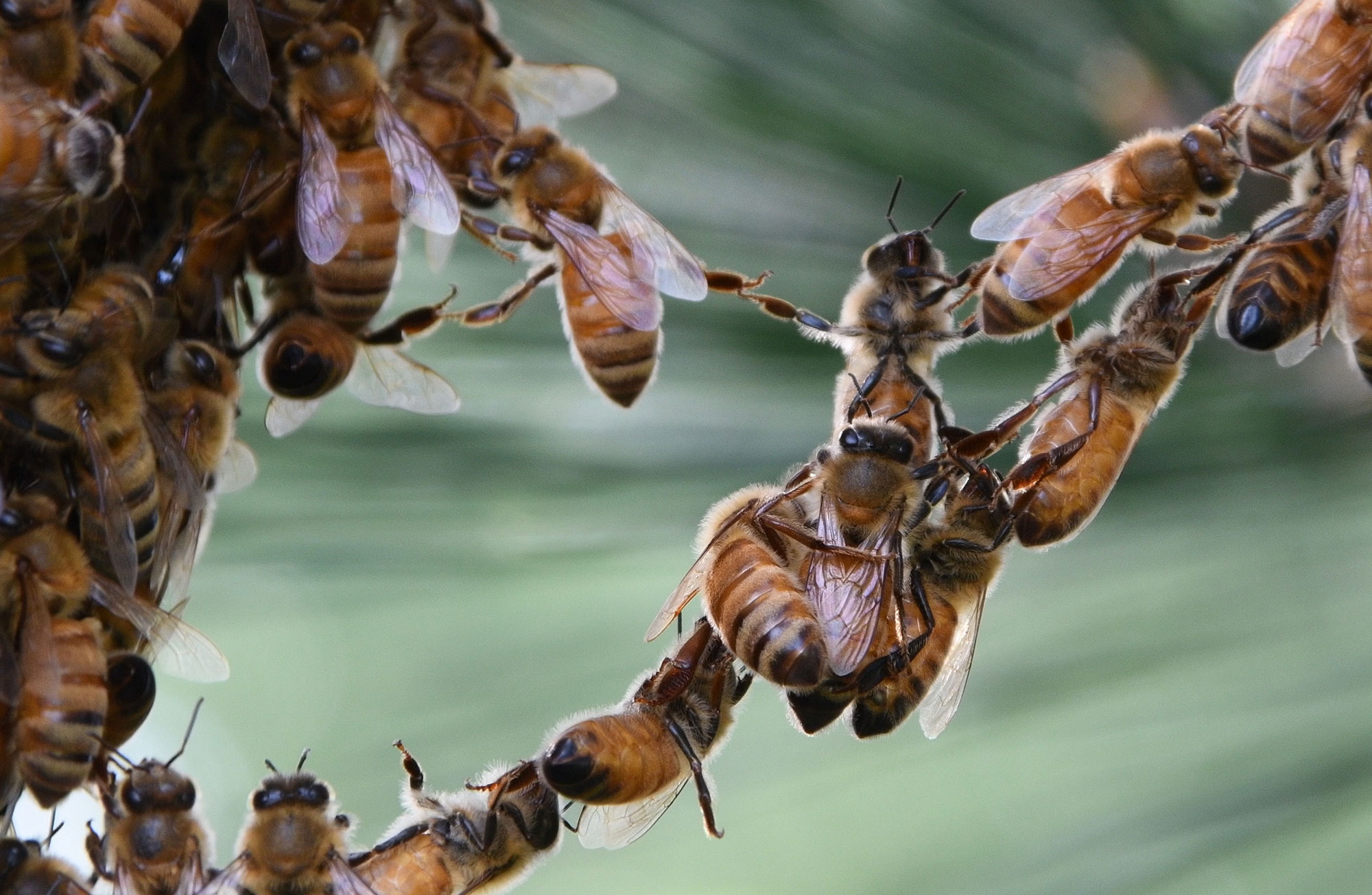 A close up shot of a bee swarm.