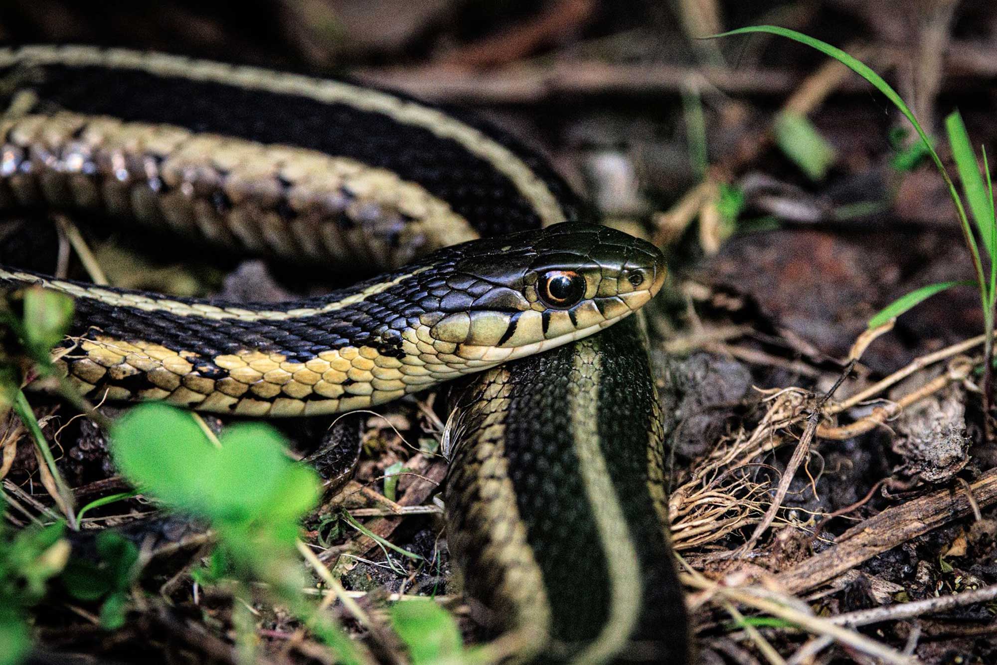 Garter snake coiled and resting on the ground.
