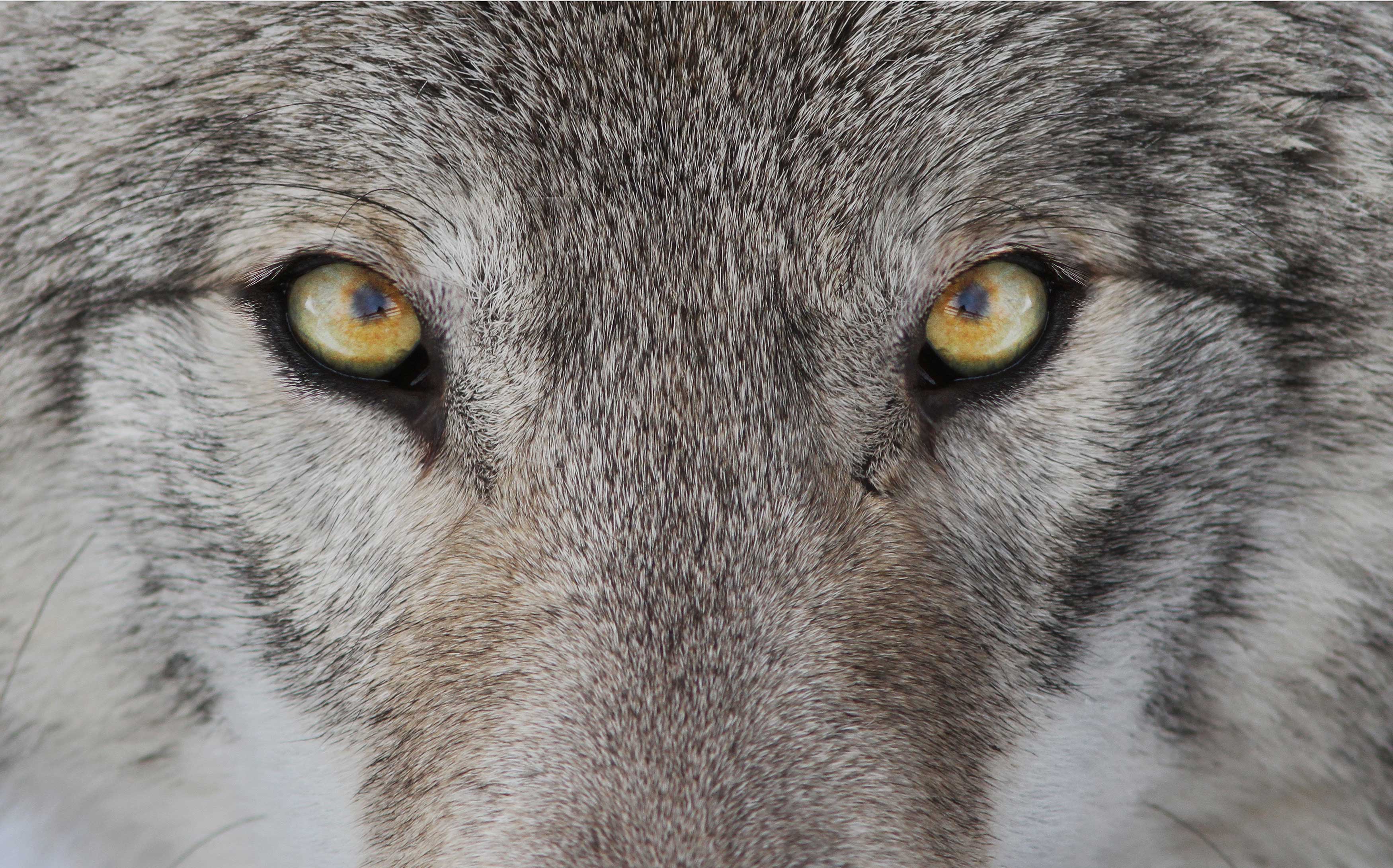 Close-up of a wolf's face.