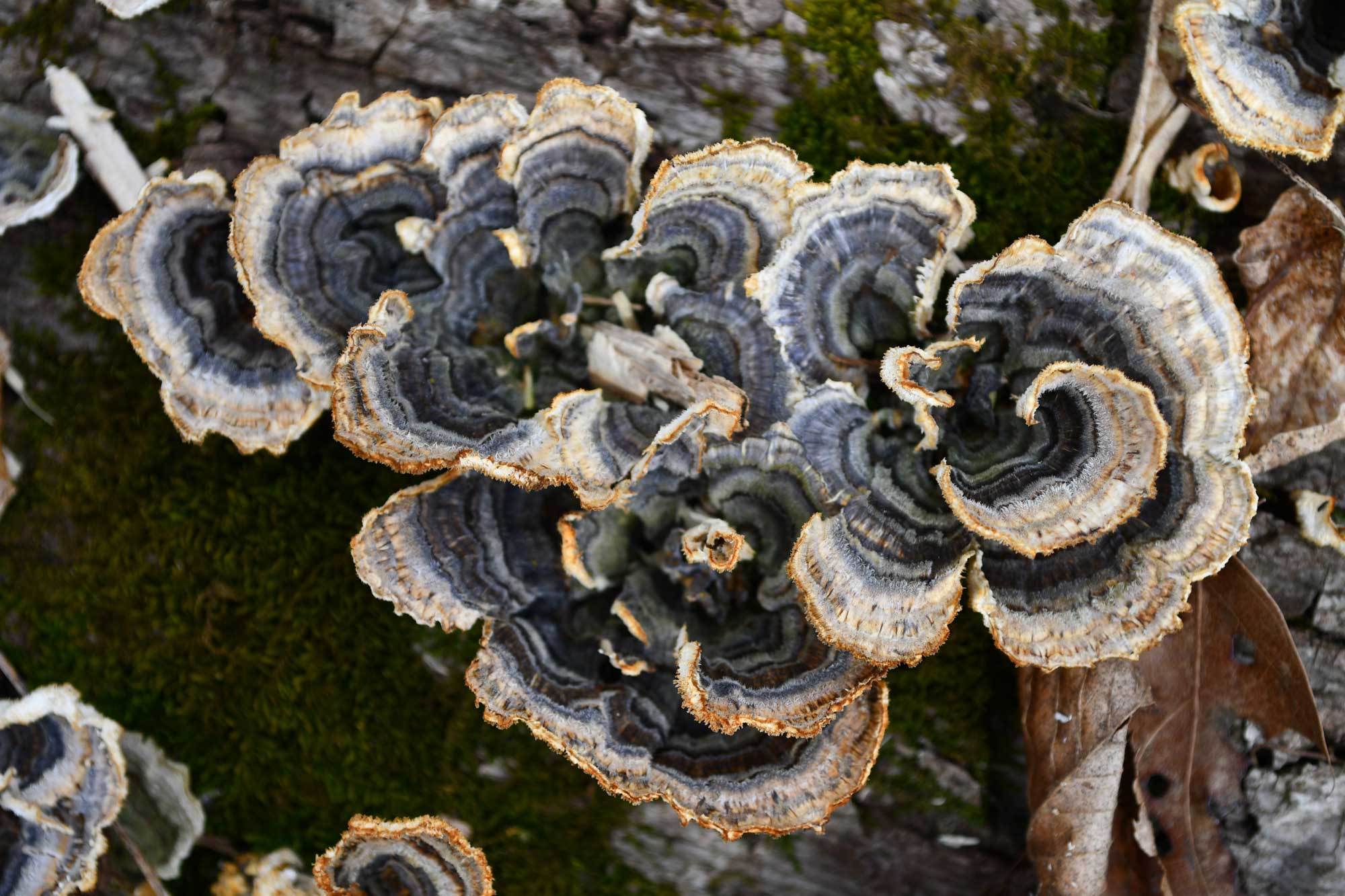 Turkey tail fungus growing on a fallen tree.