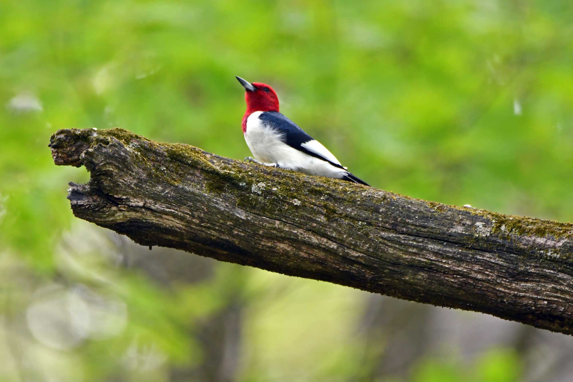 Red-headed woodpecker perched on a branch with leaves in the background.