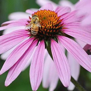 Preserving precious pollinators