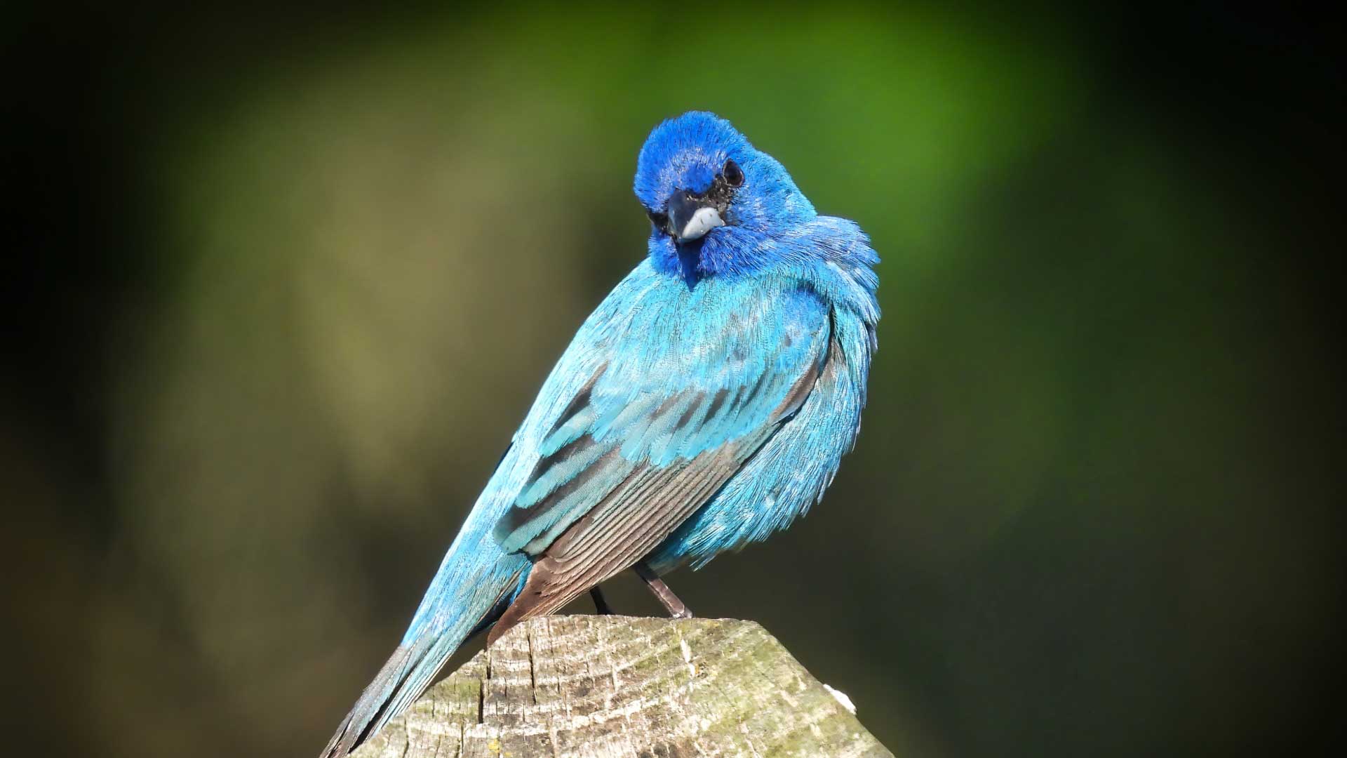 Male indigo bunting perched on a weathered wooden post, its blue plumage glowing in sunlight against a soft green background.