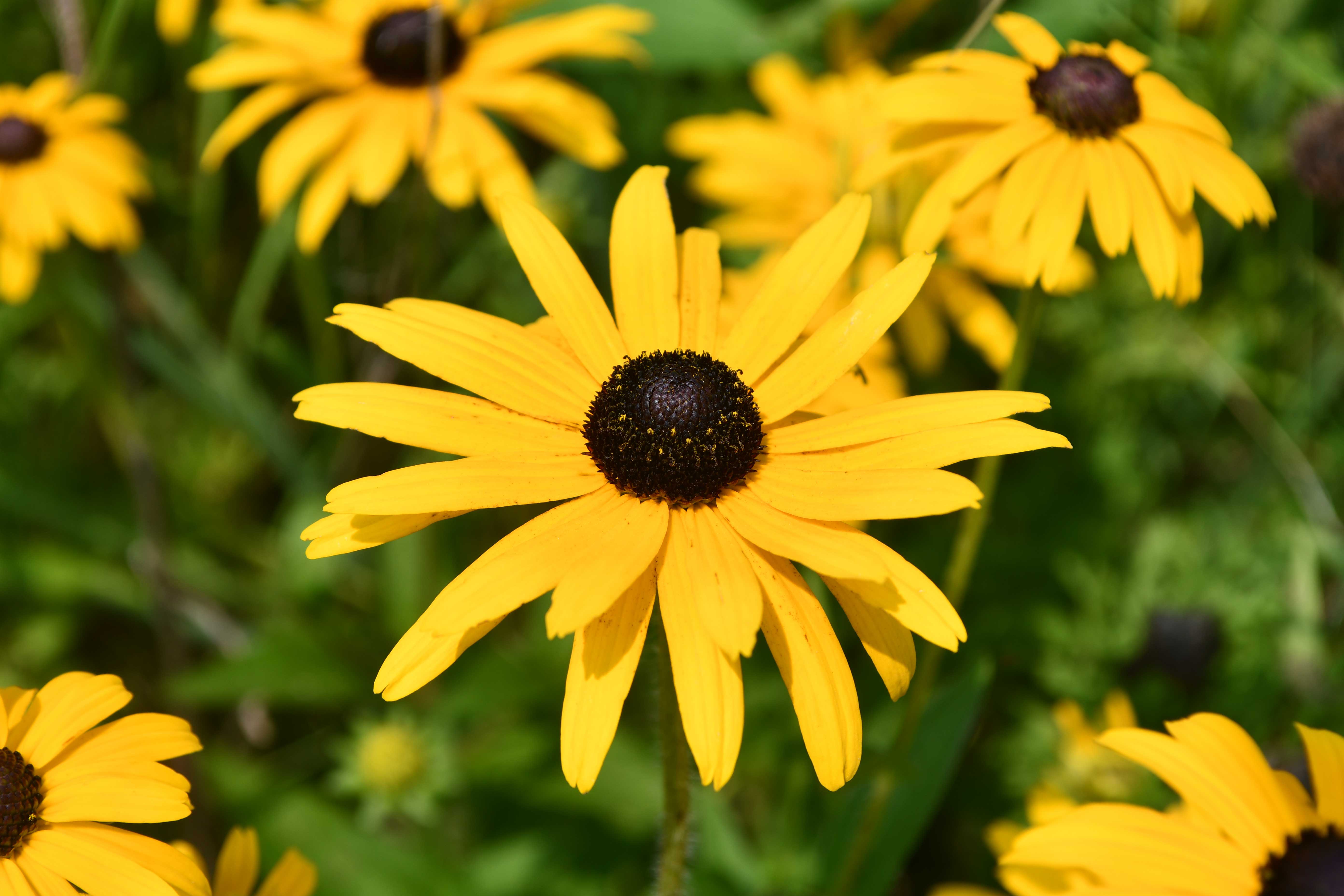 Close-up of a black-eyed Susan flower with bright yellow petals and a dark brown center.