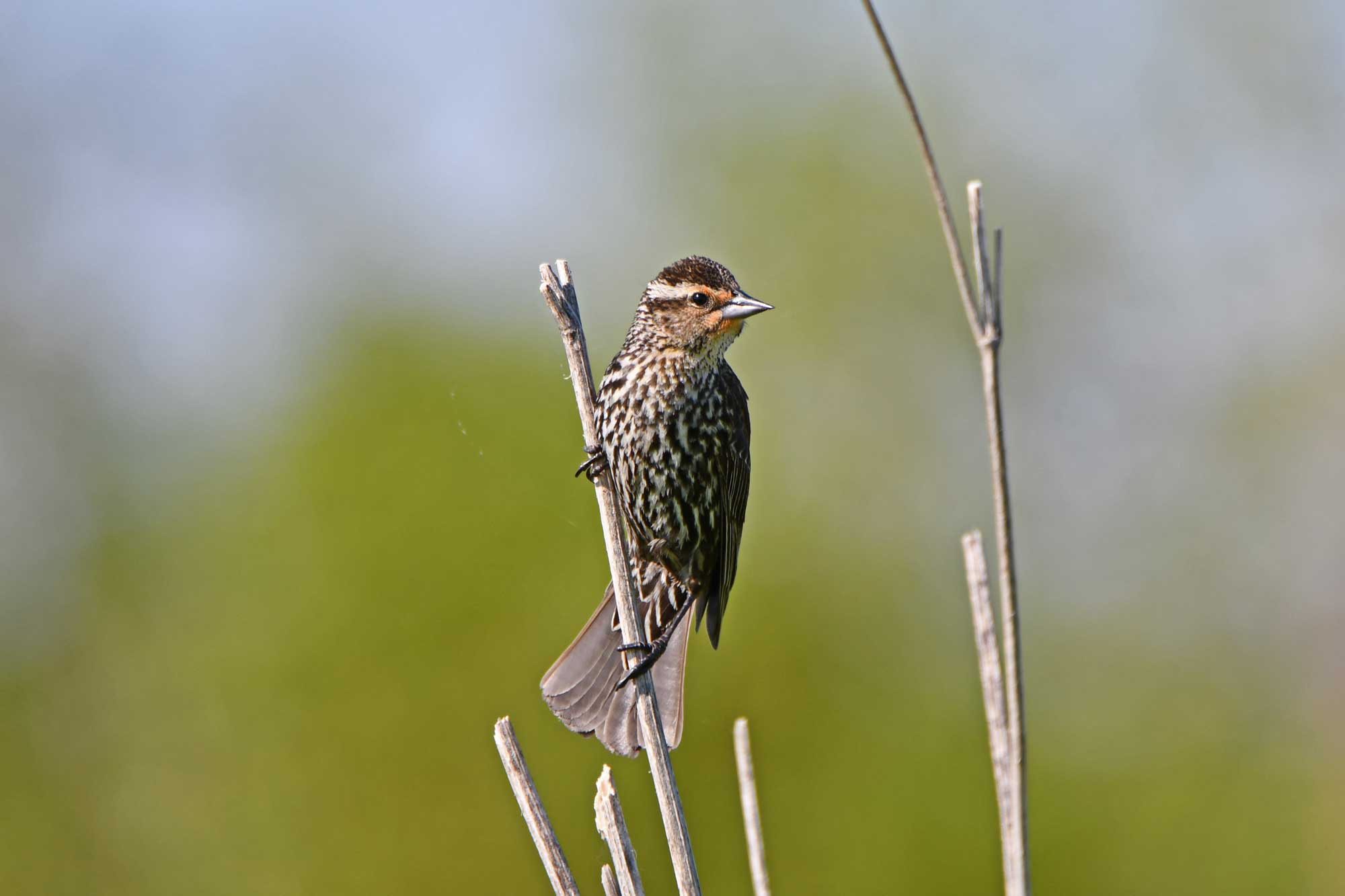 Female red-winged blackbird perched atop vegetation.