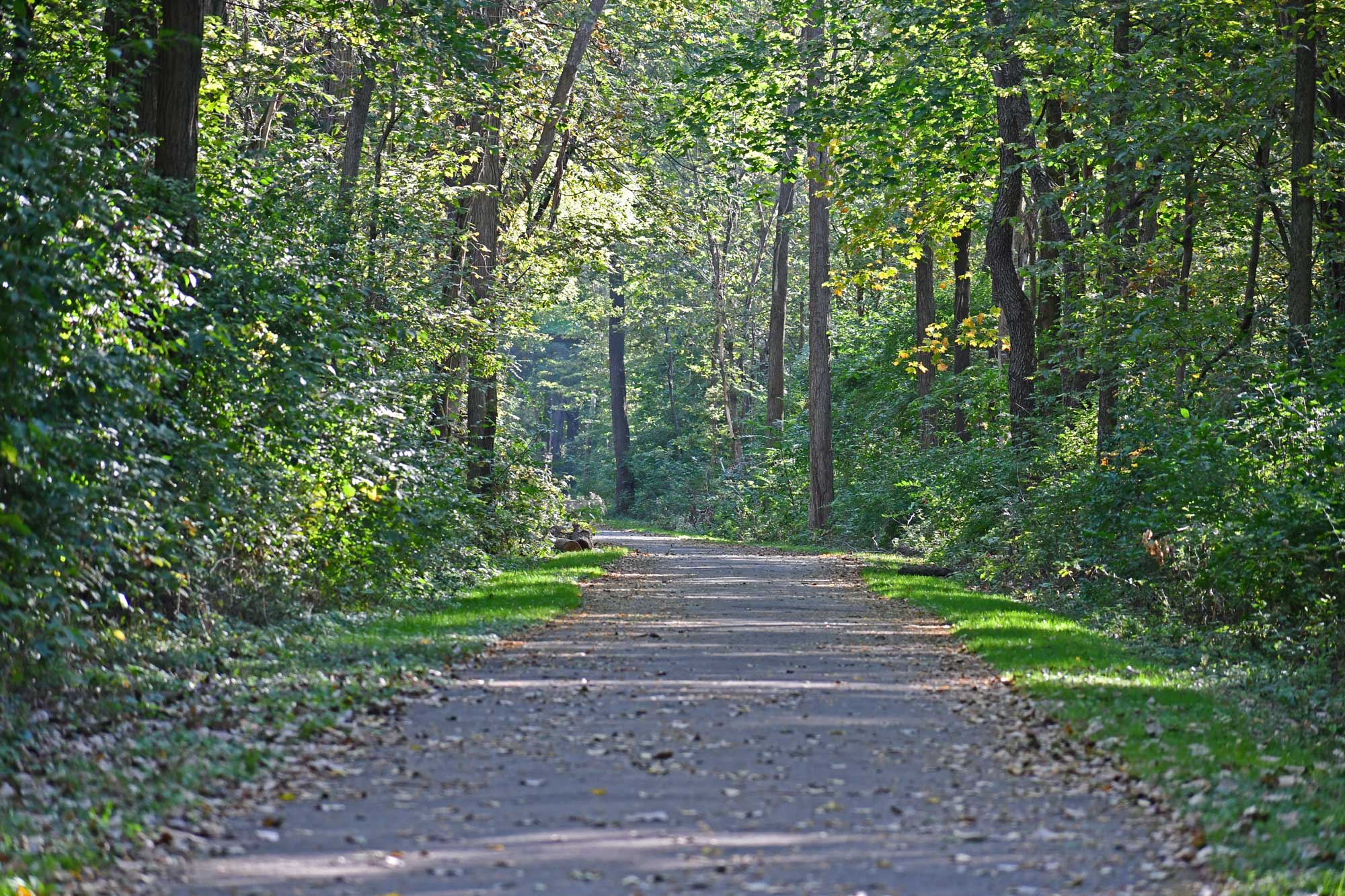 Paved trail lined with grasses and trees.