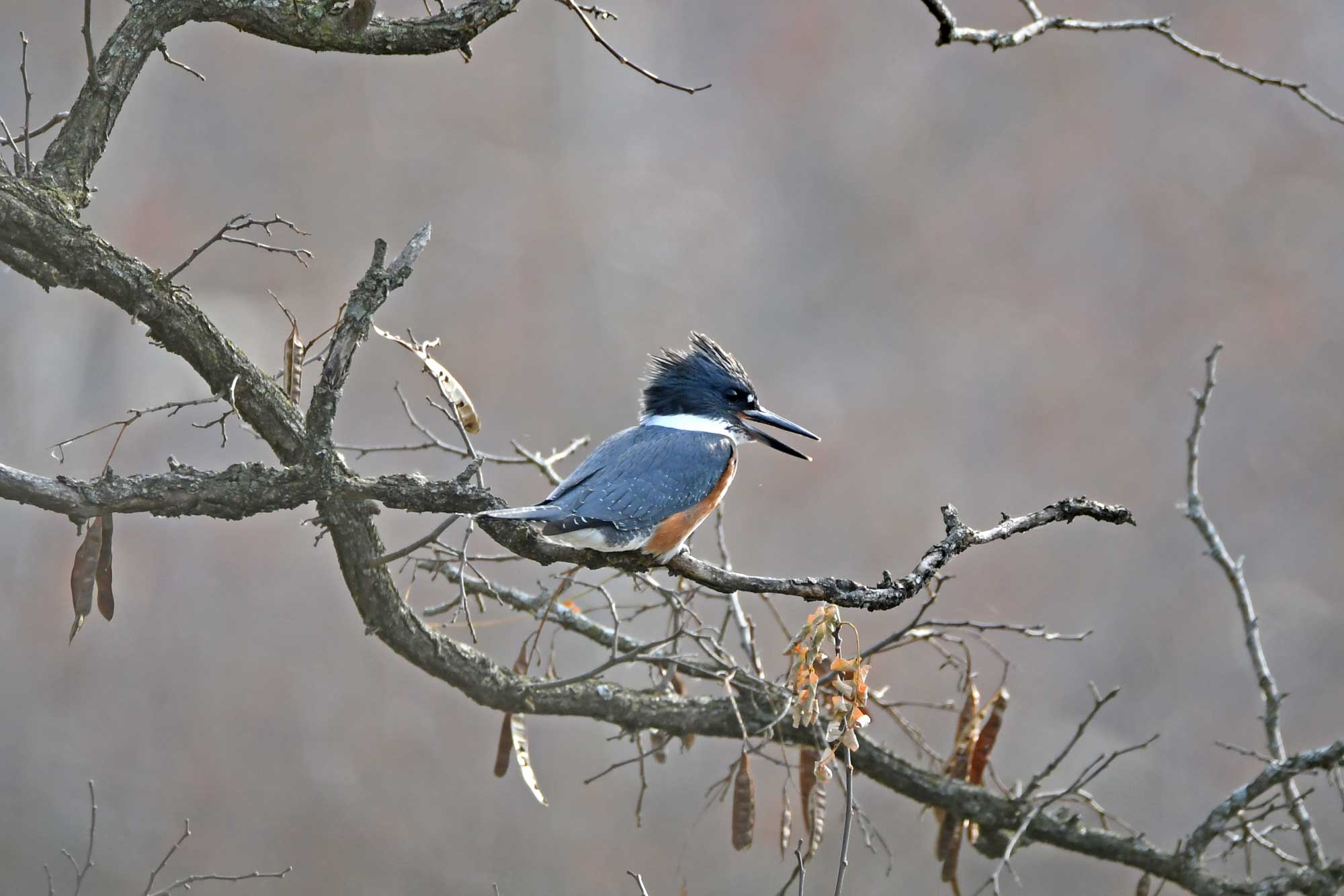 Belted kingfisher perched on a branch.