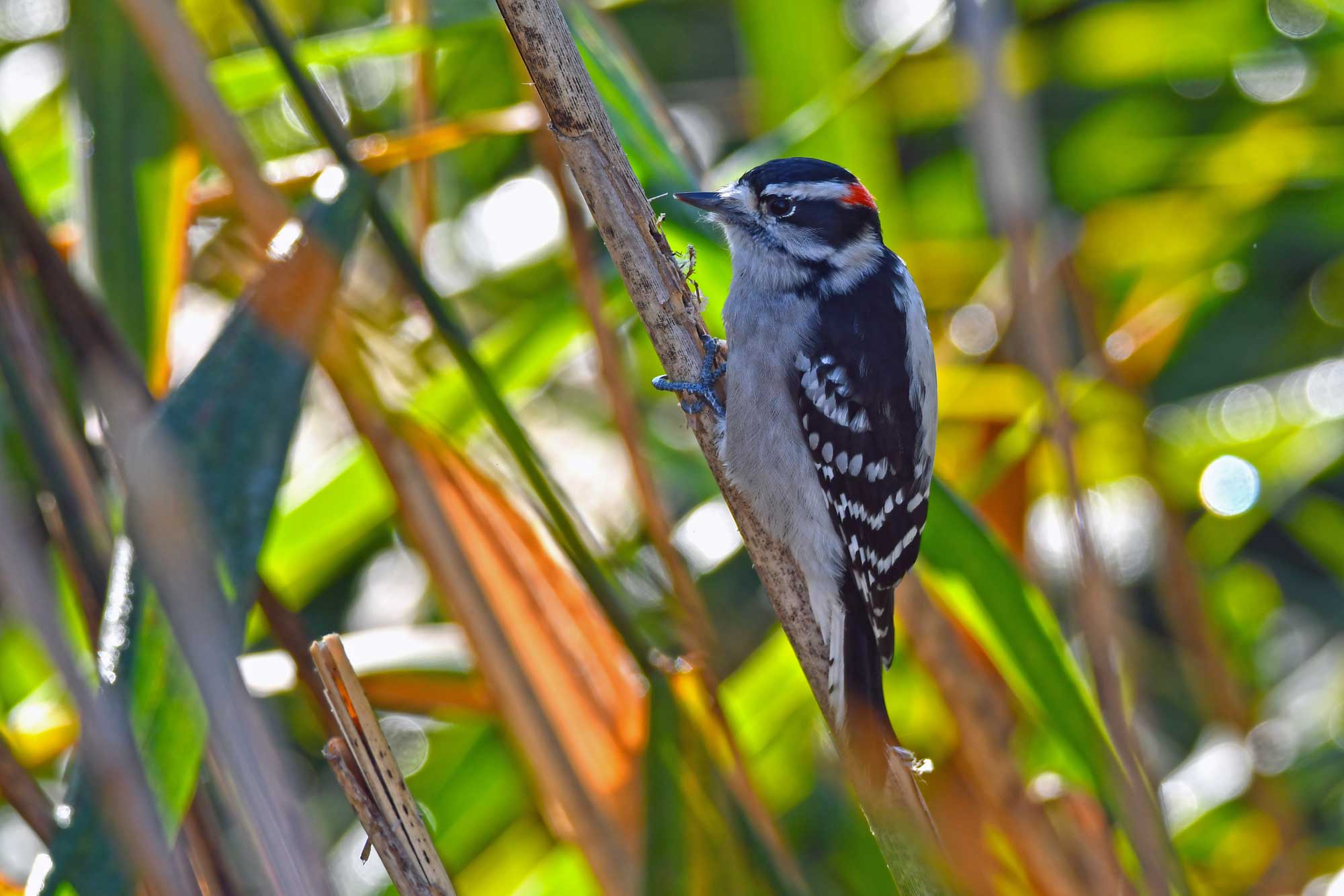 Downy woodpecker clinging to a piece of vegetation with other vegetation in the background.
