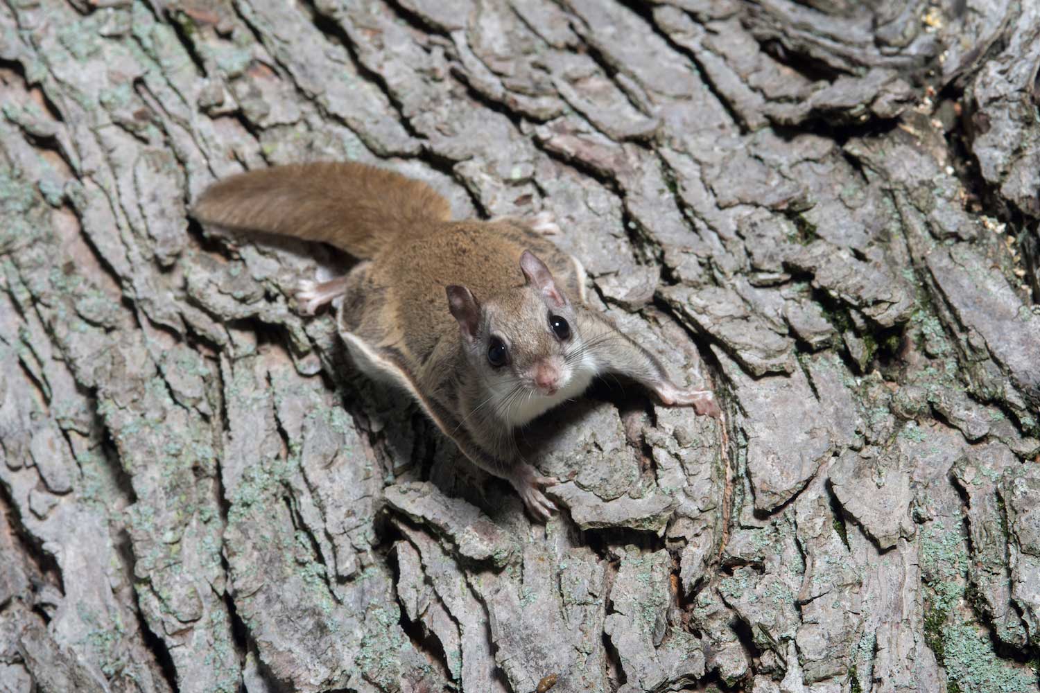 Flying-squirrel-on-tree-Shutterstock.jpg