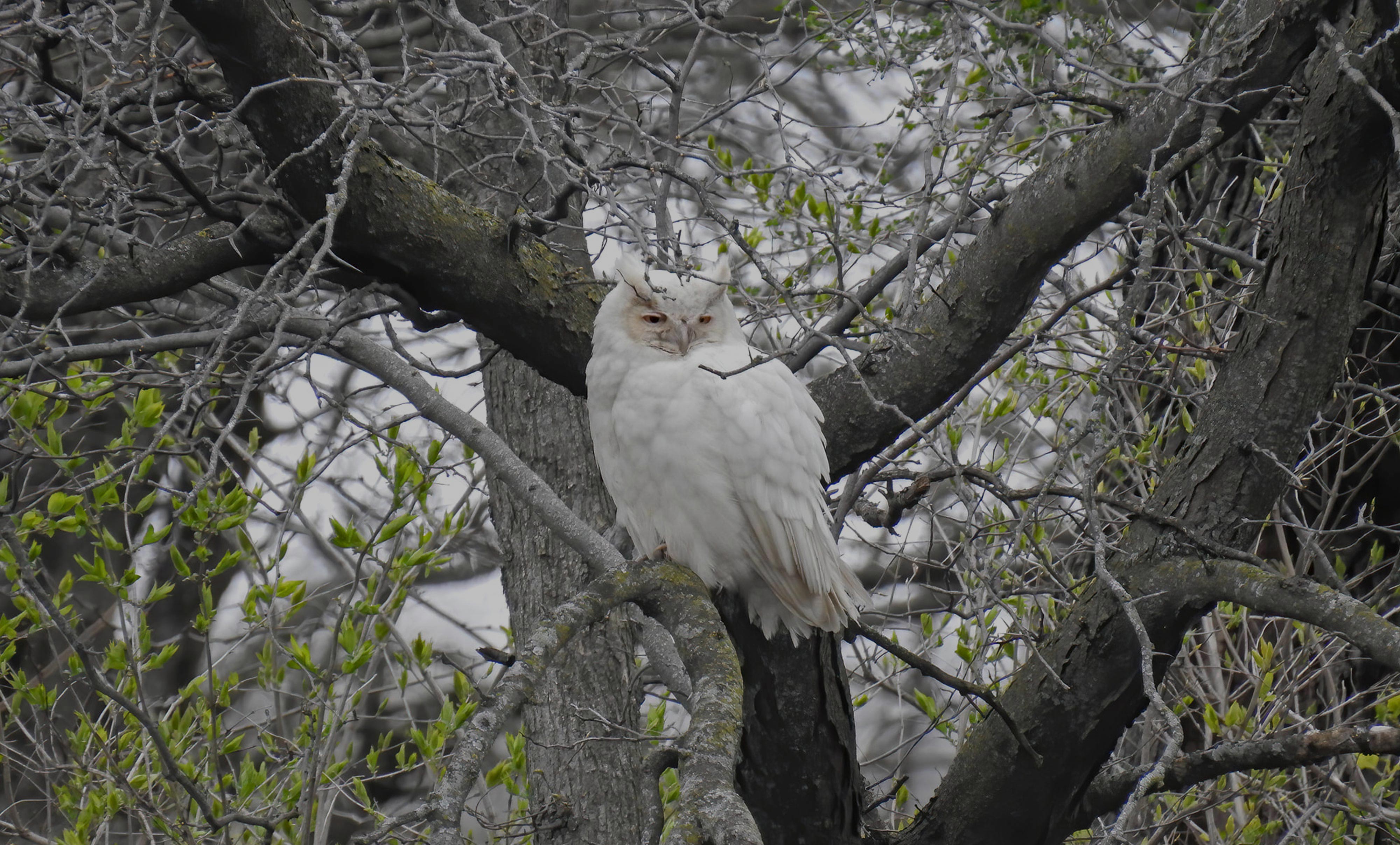 A white great horned owl in a tree.