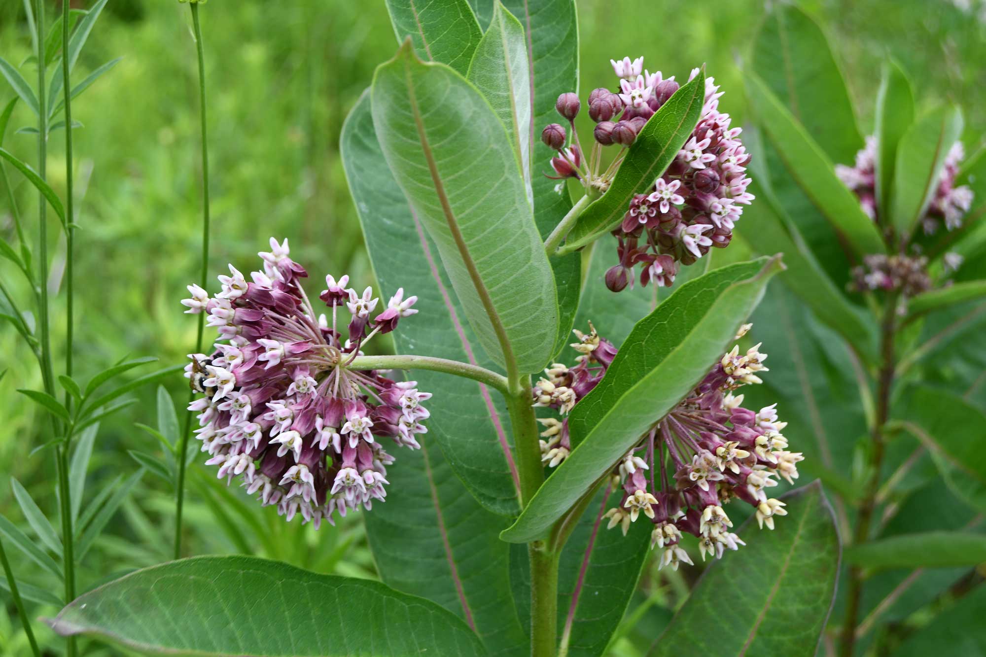 Common milkweed growing with white and purple flower petals with vegetation in the background.