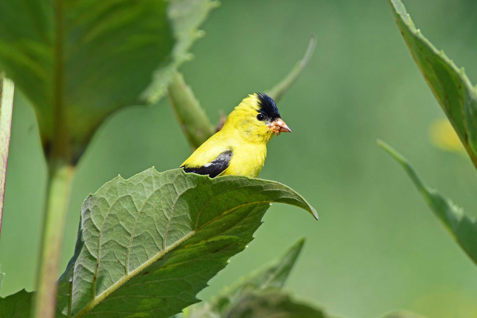 American goldfinch perched on vegetation.