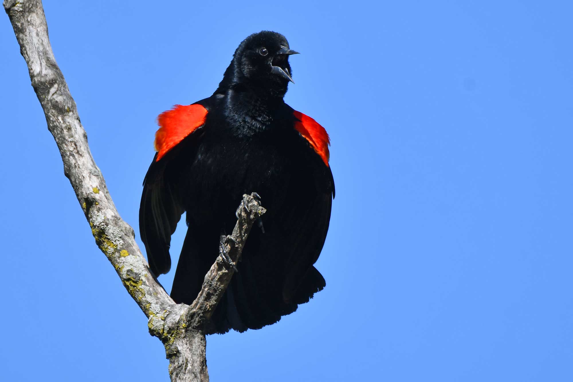 Red-winged blackbird perched on a branch with the sky in the background.
