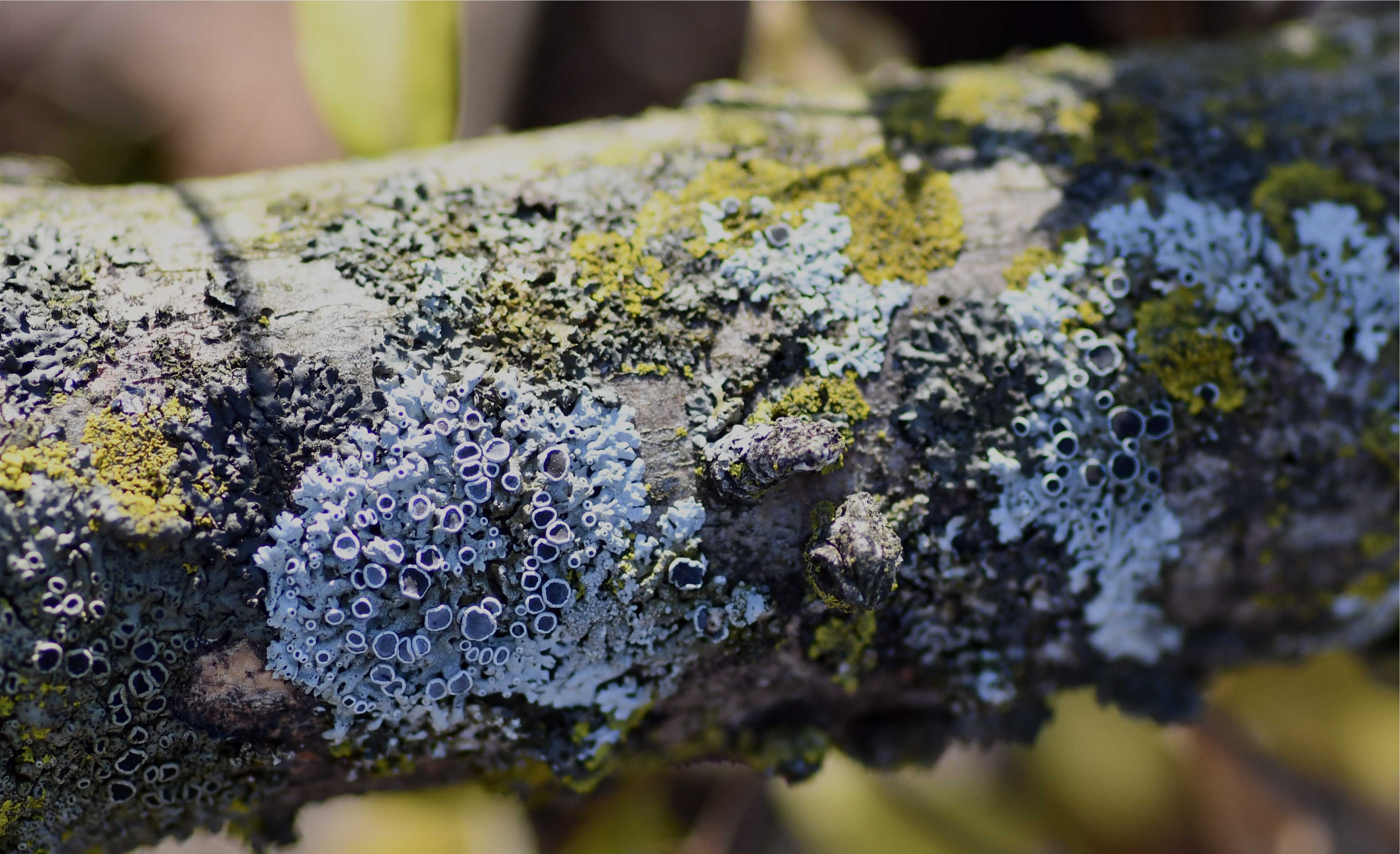 The lowdown on lichens